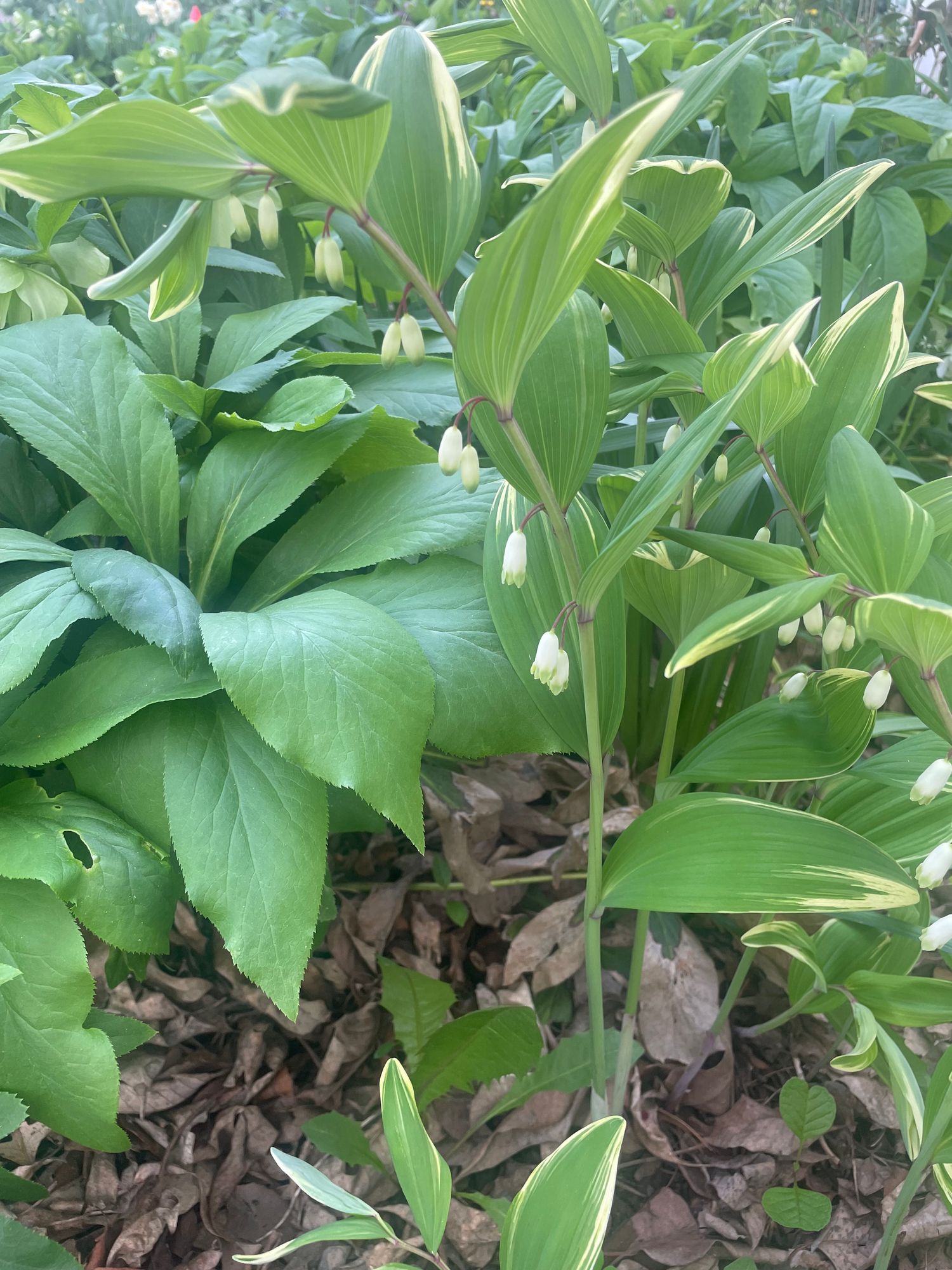 POLYGONATUM odoratum Variegatum