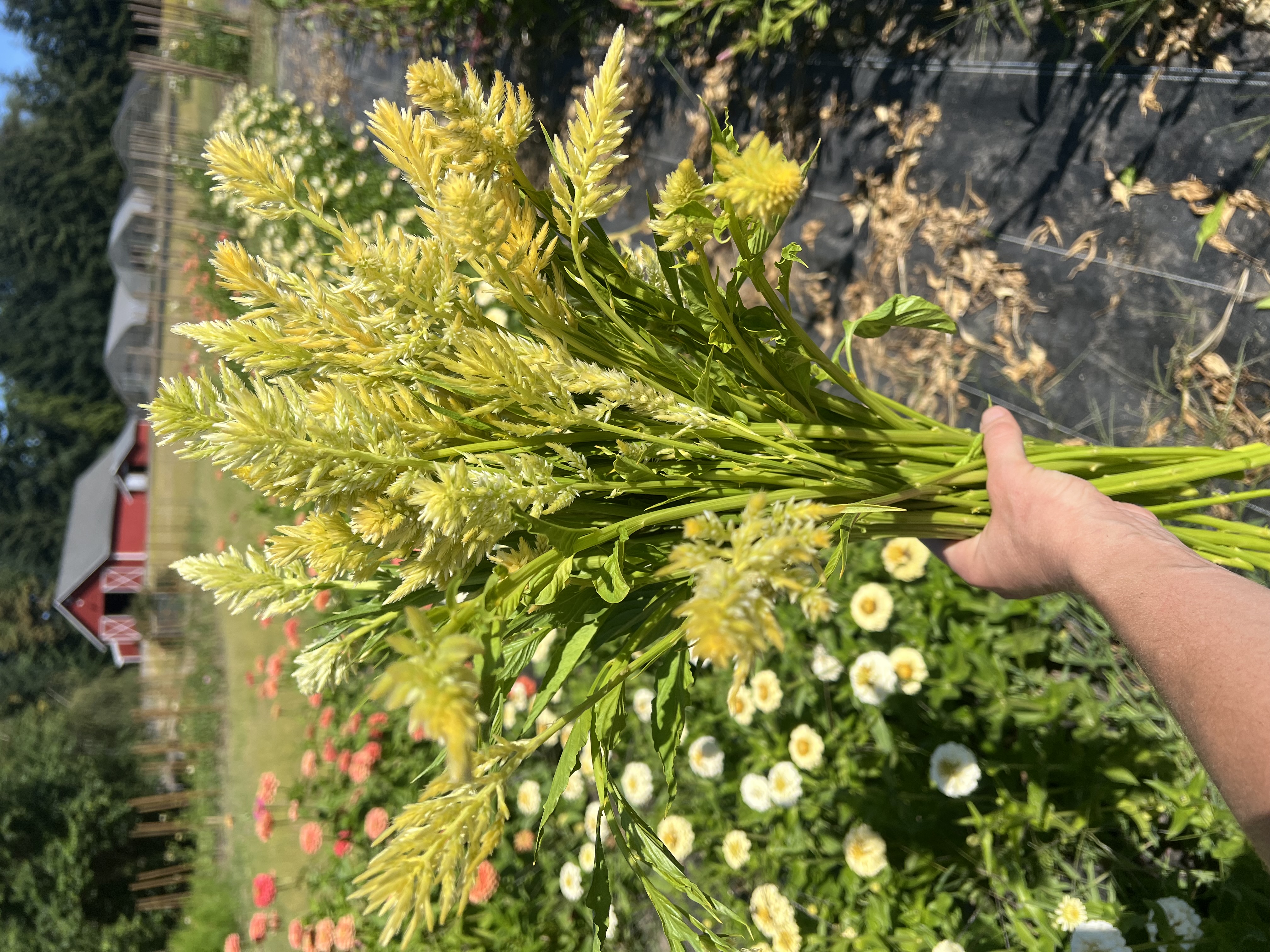 CELOSIA argentea var. plumosa Limonata