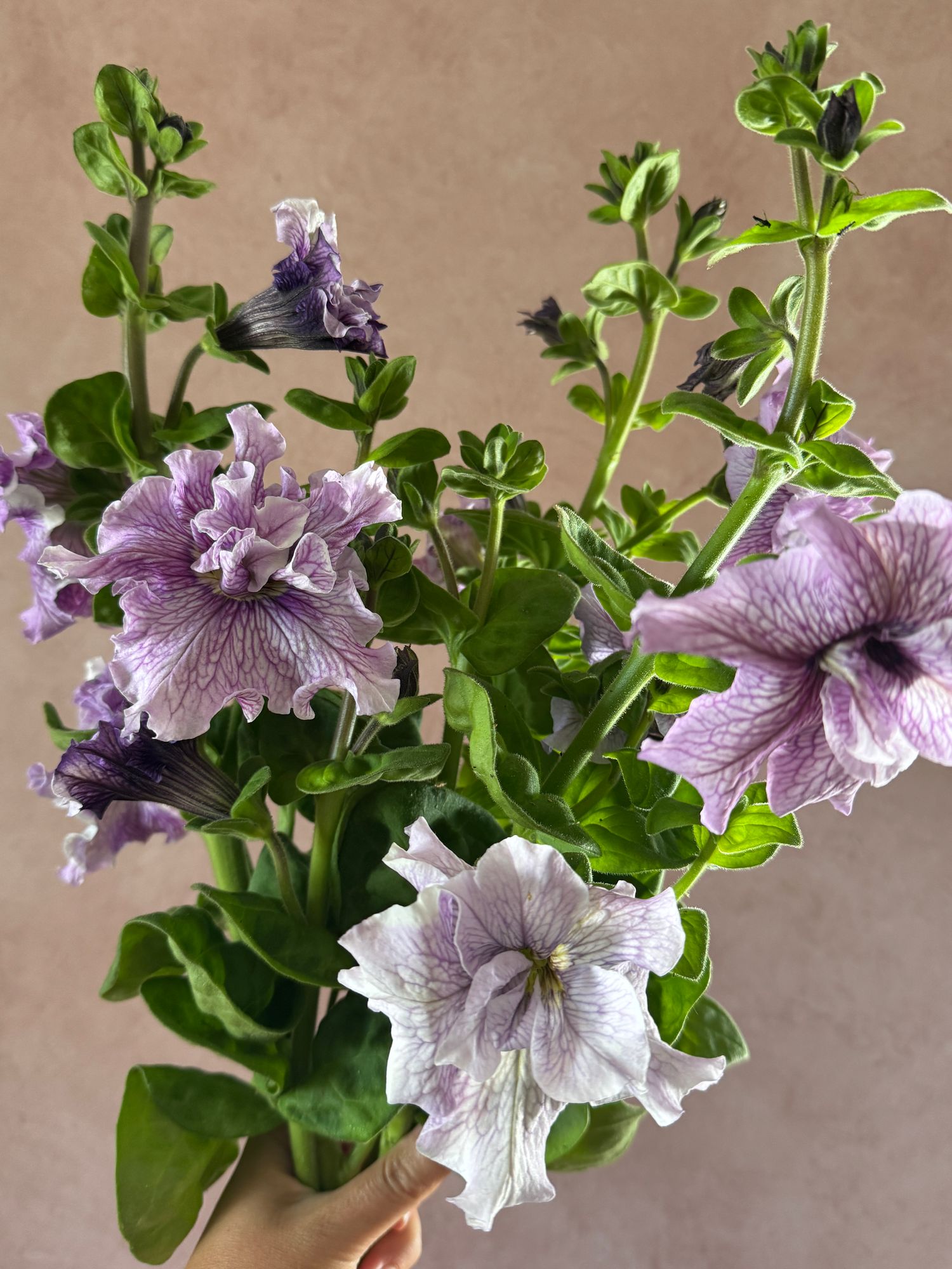 PETUNIA grandiflora Doppio Allegretta