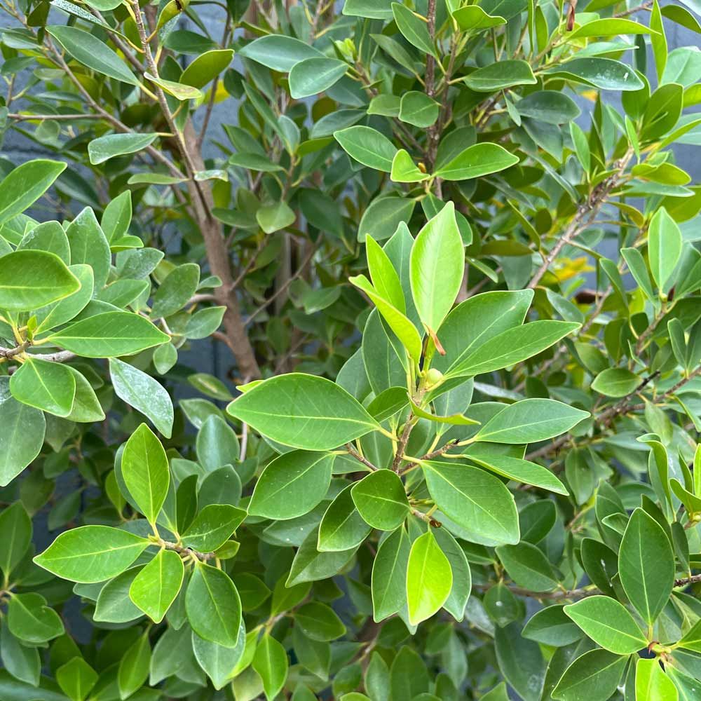 FICUS microcarpa