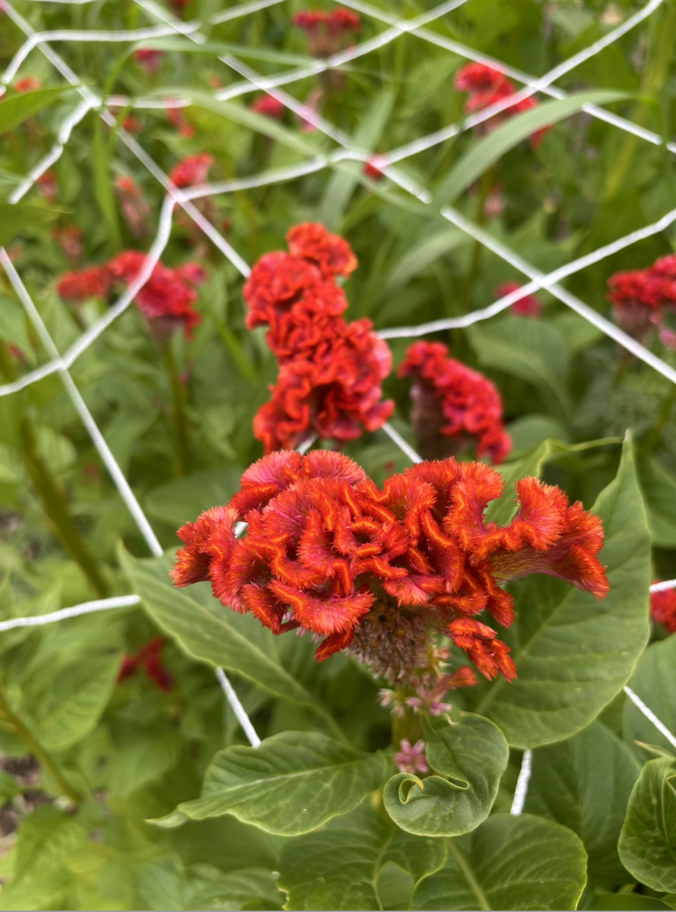 CELOSIA cristata Neo Orange