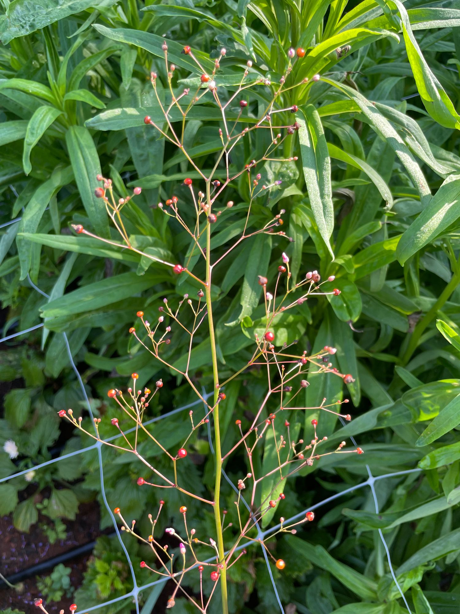TALINUM paniculatum