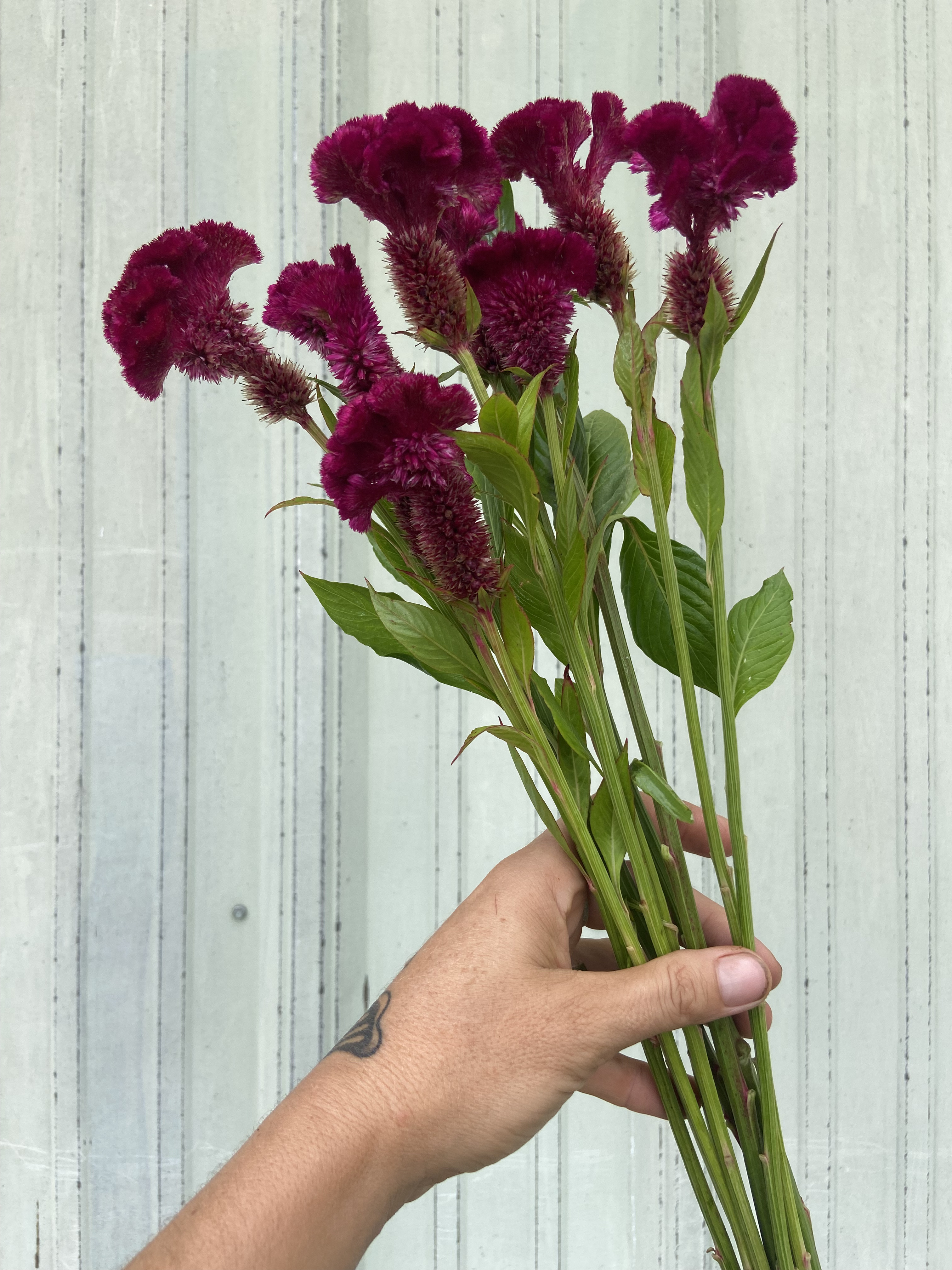 CELOSIA argentea var. cristata Cramer's Burgundy