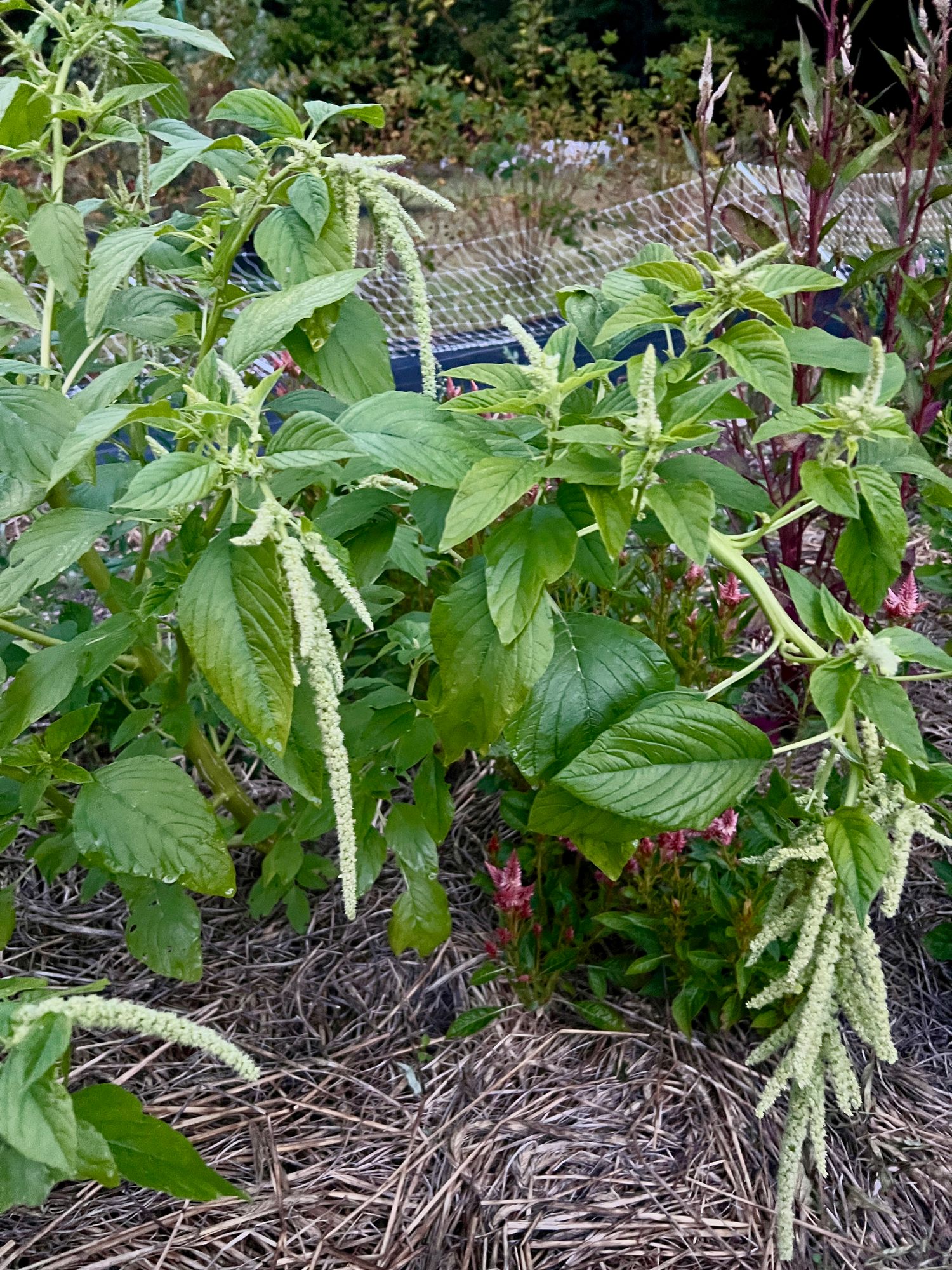 AMARANTHUS caudatus Emerald Tassles