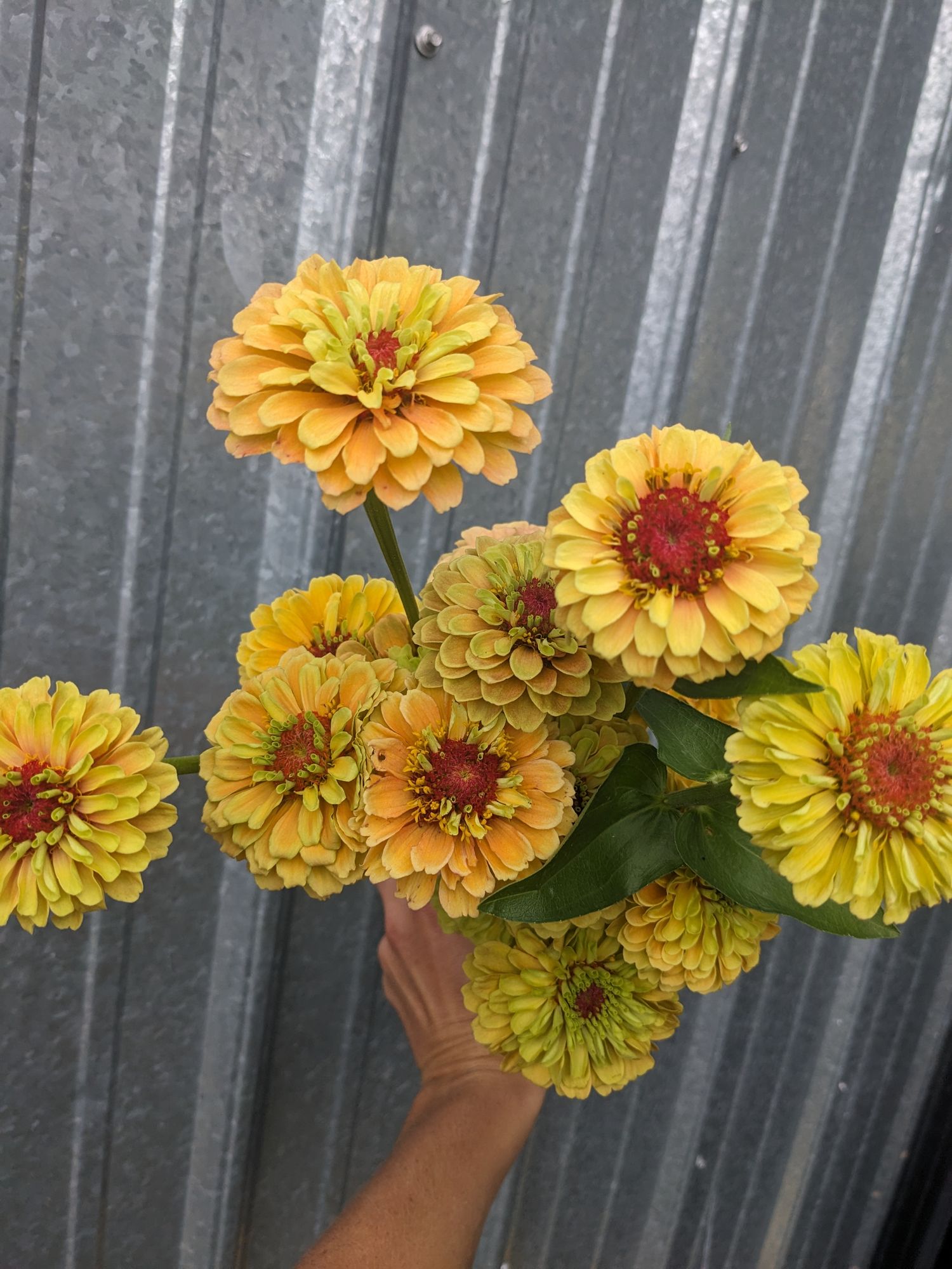 ZINNIA elegans Queeny Lemon Peach