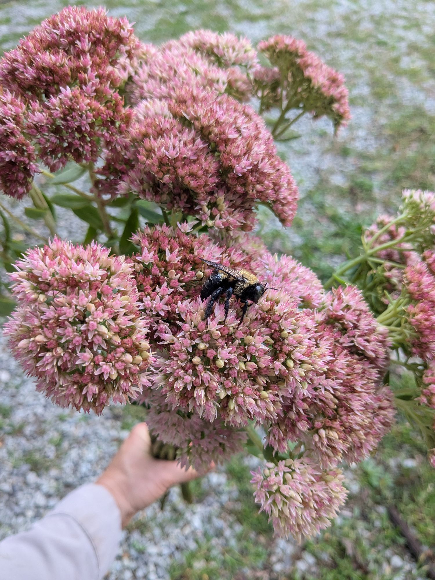 HYLOTELEPHIUM spectabile Autumn Fire
