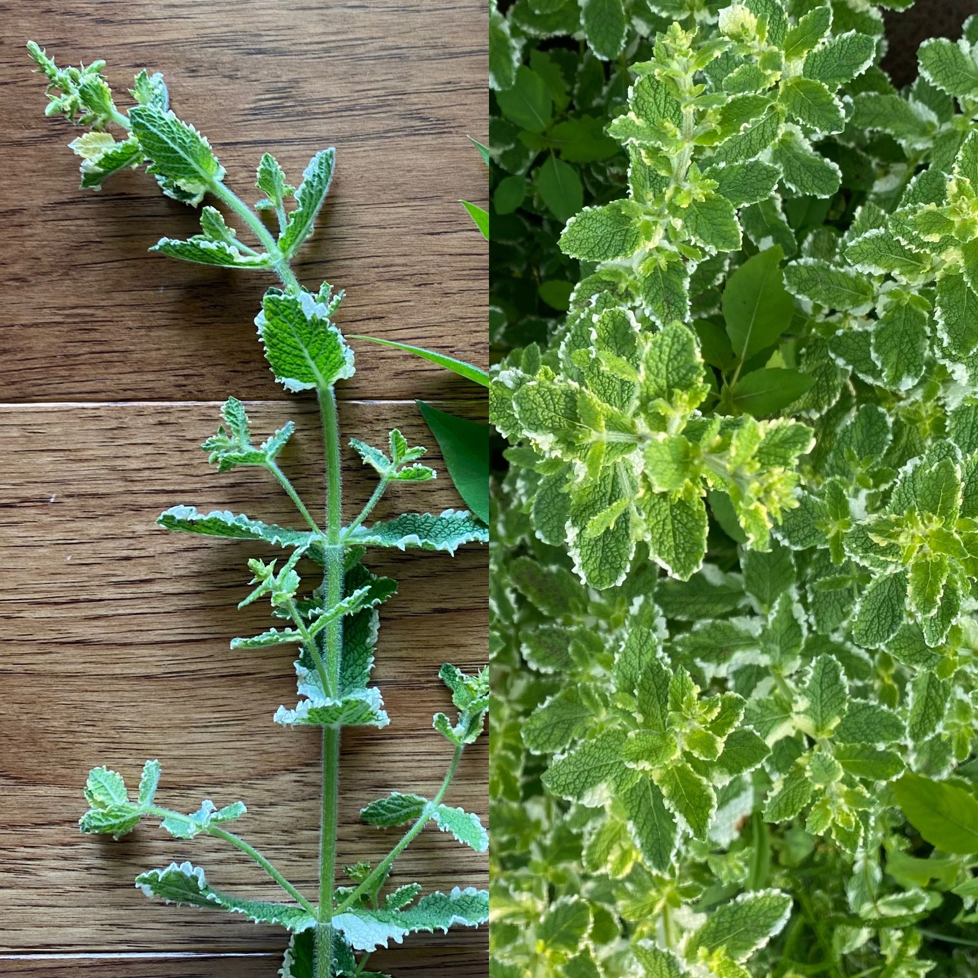 MENTHA suaveolens Varigata