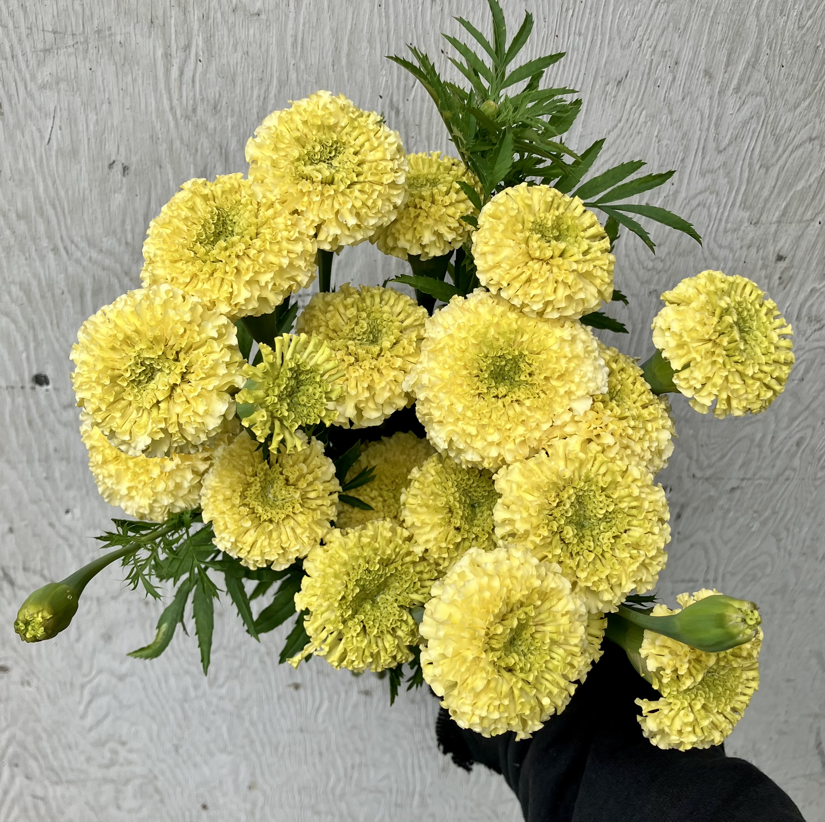 TAGETES erecta White Swan