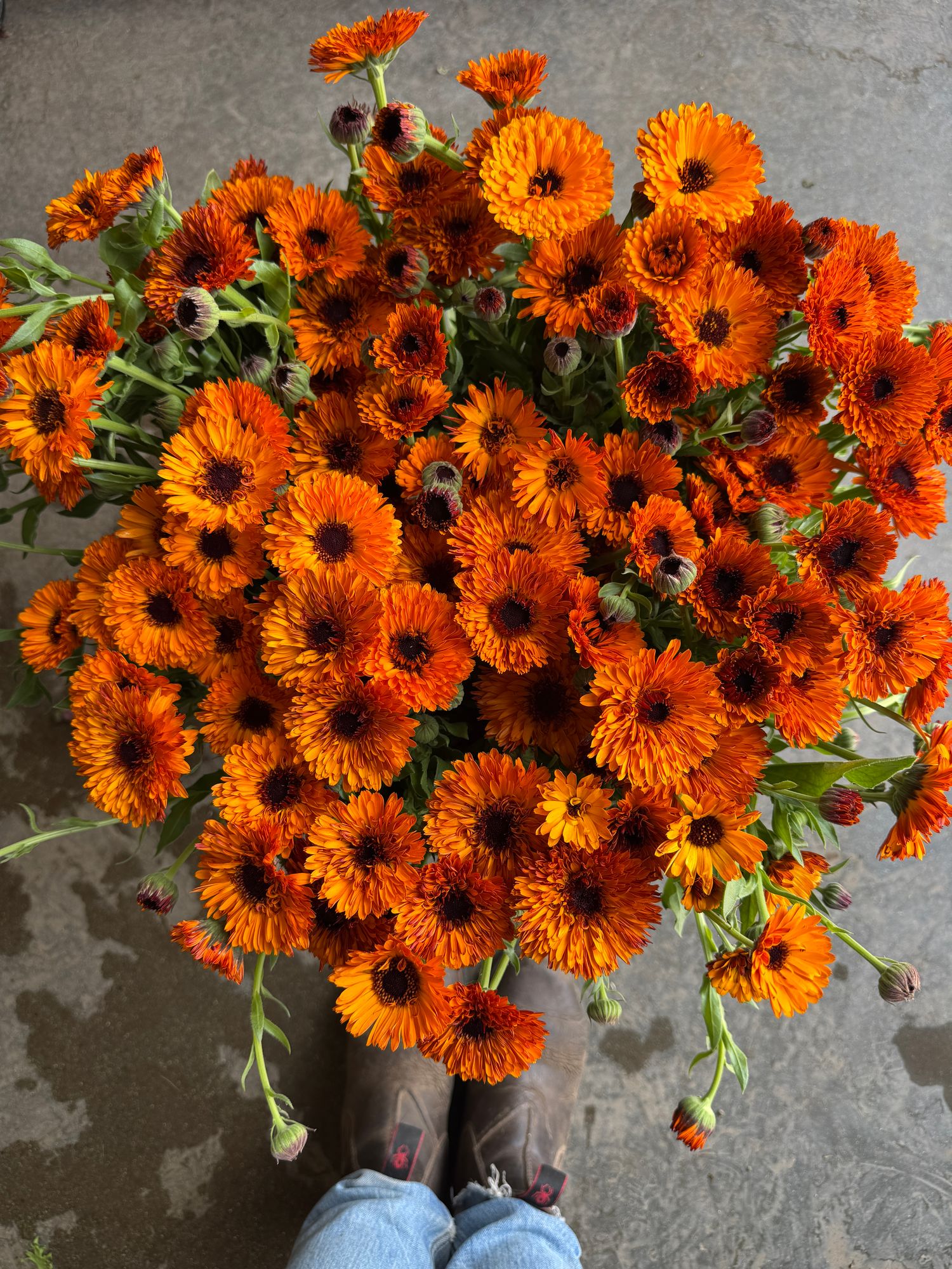 CALENDULA officinalis Orange Button