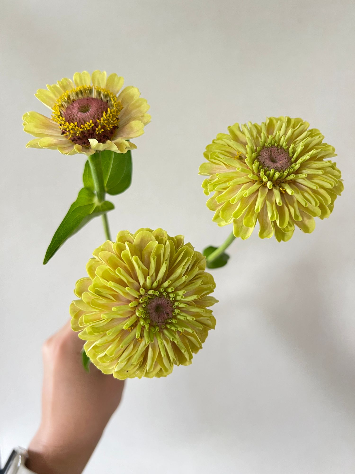 ZINNIA elegans Queen Lime Blush