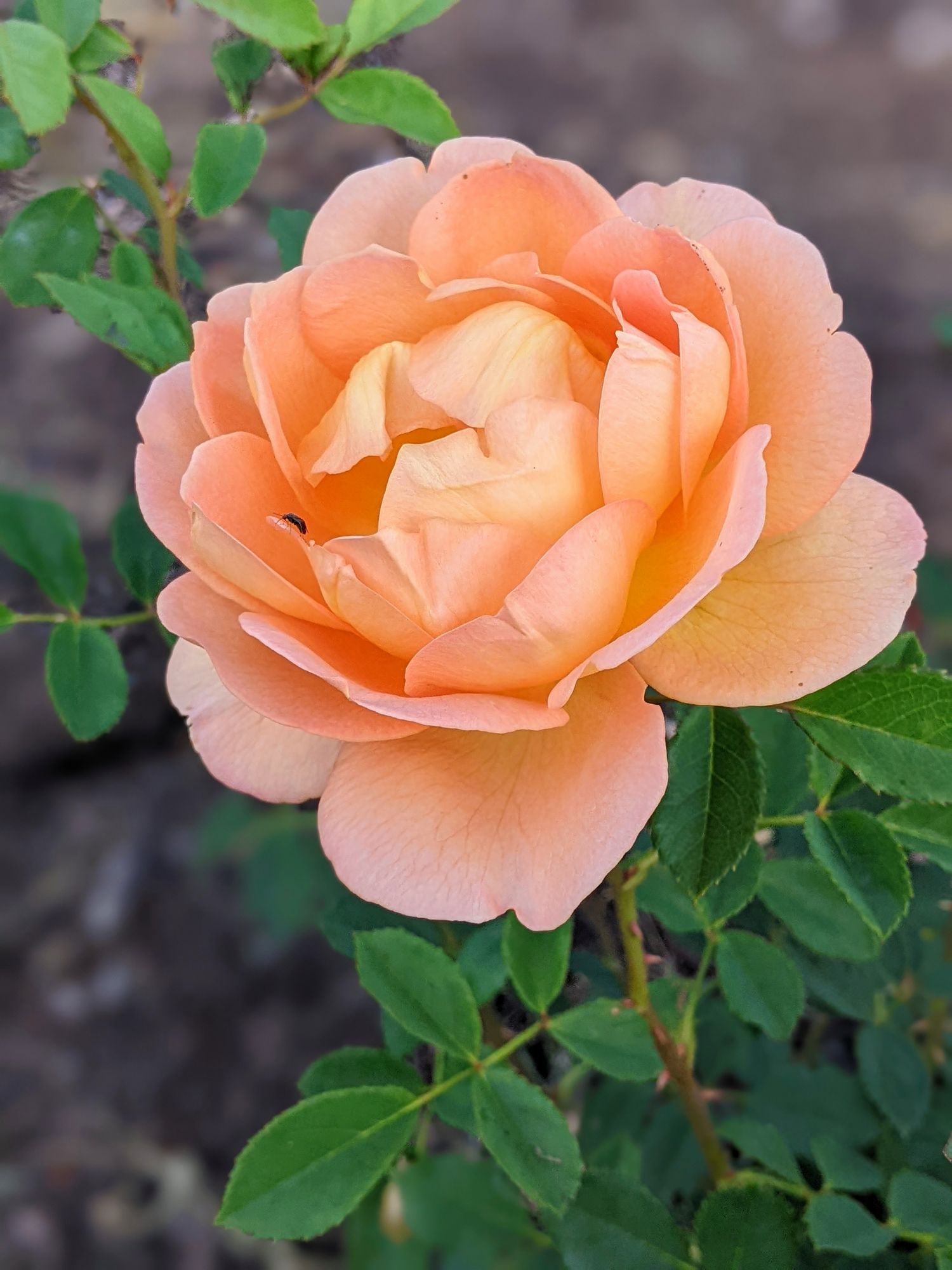 ROSA hybrida Lady of Shalott