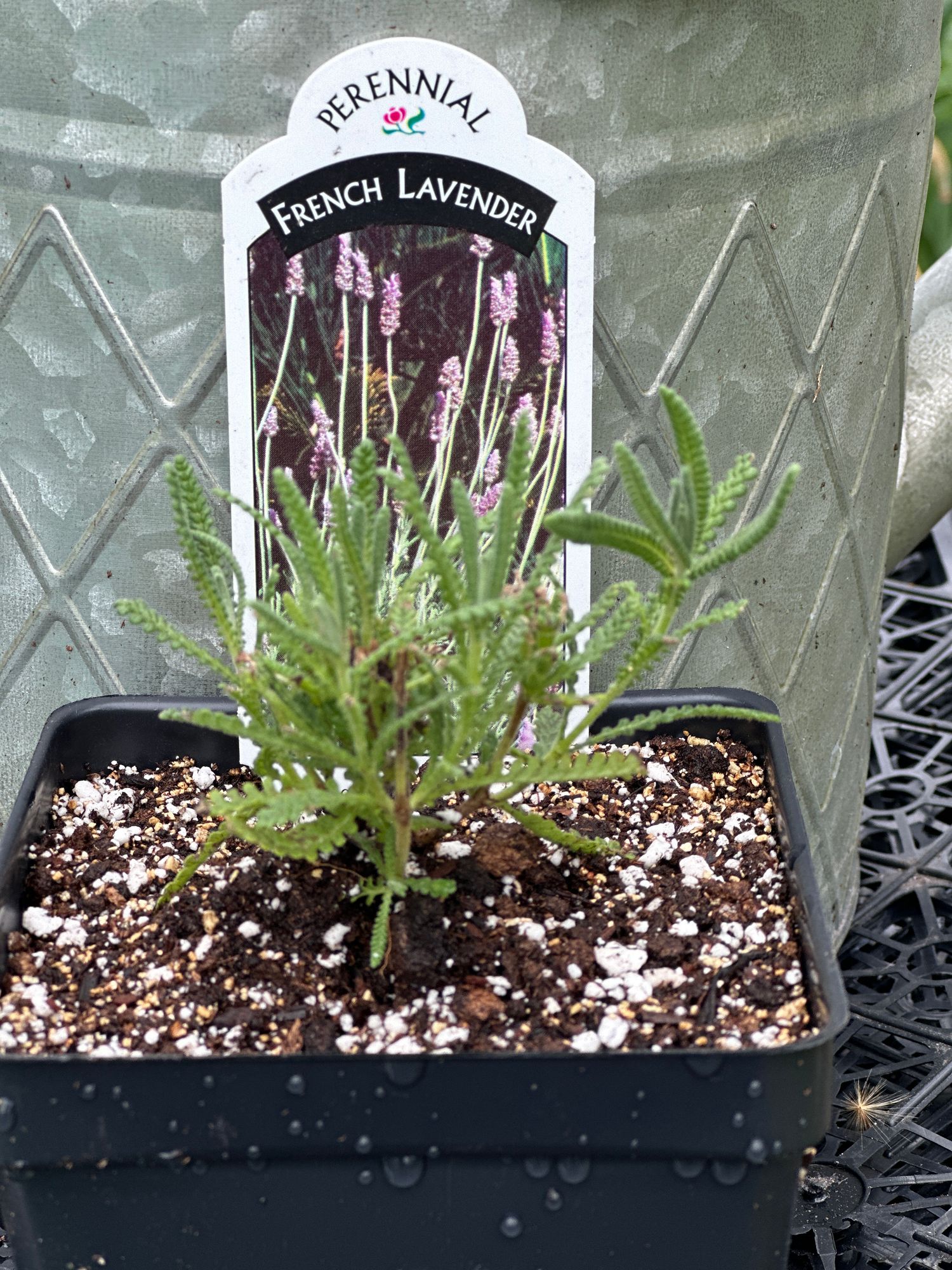 LAVANDULA DENTATA (FRENCH LAVENDER)