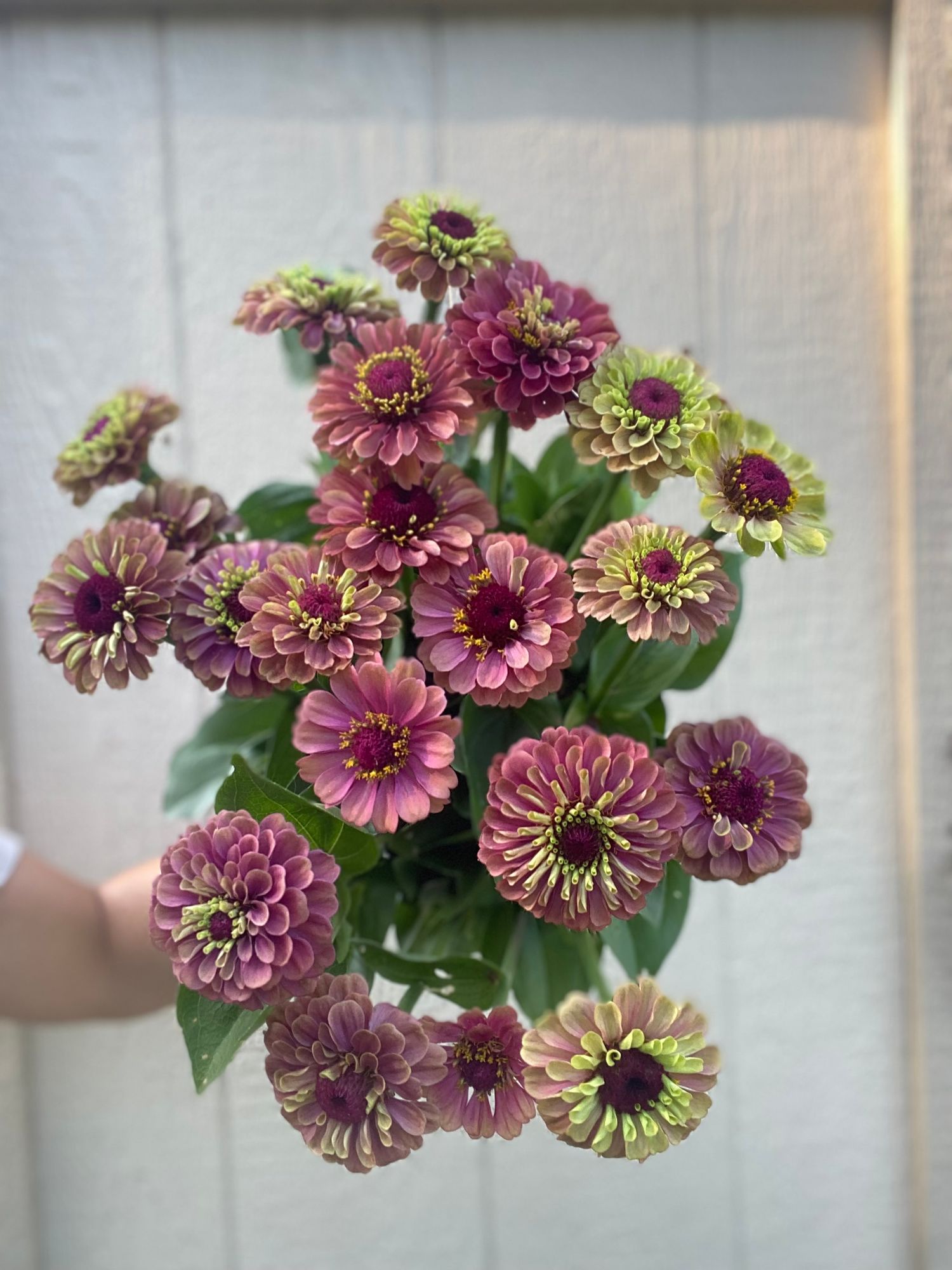 ZINNIA elegans Queeny Lime Red