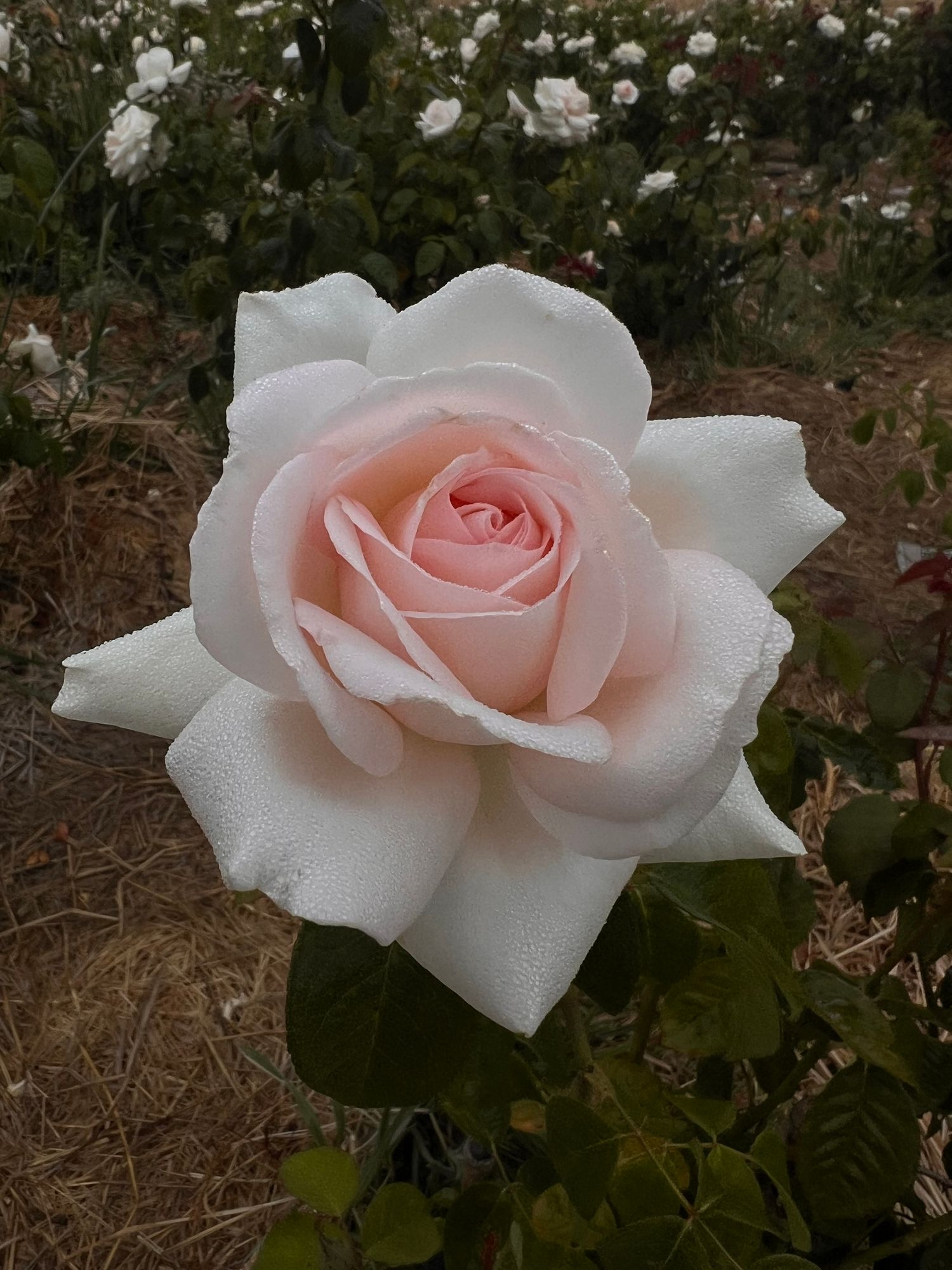 ROSA hybrida Francis Meilland