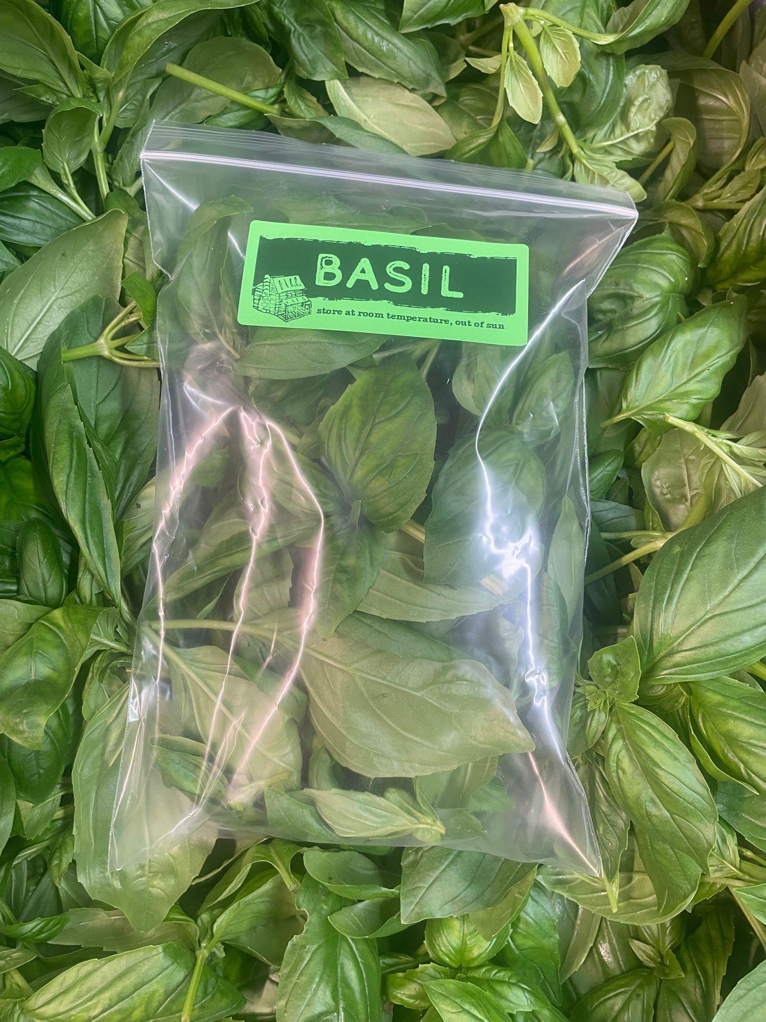 Herb, Basil, Sweet
