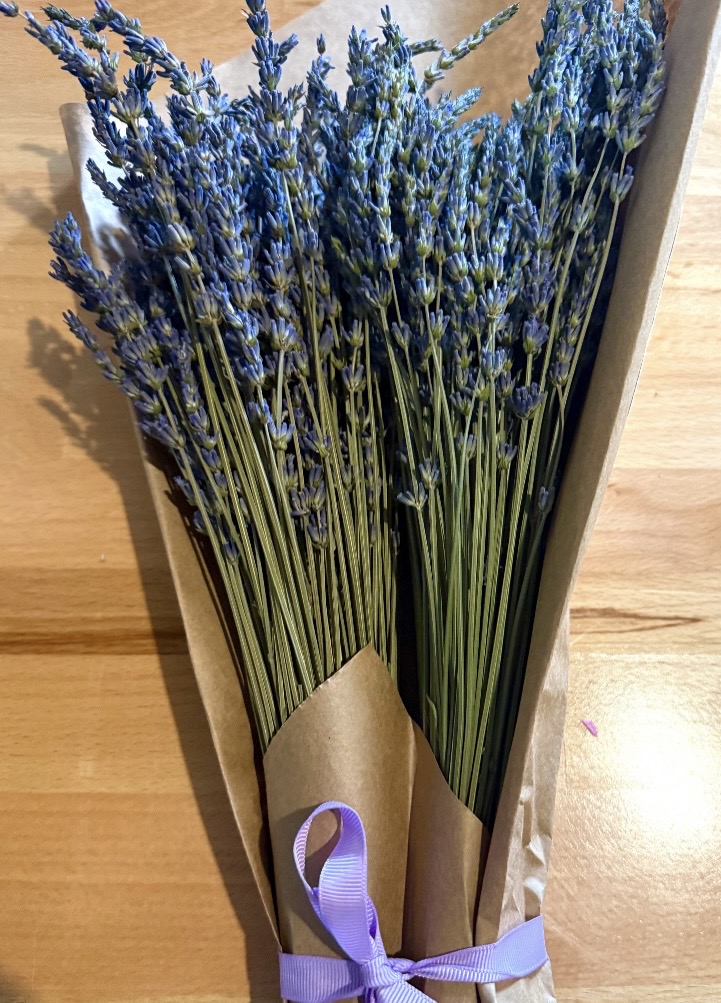 LAVENDULA x intermedia Phenomenal