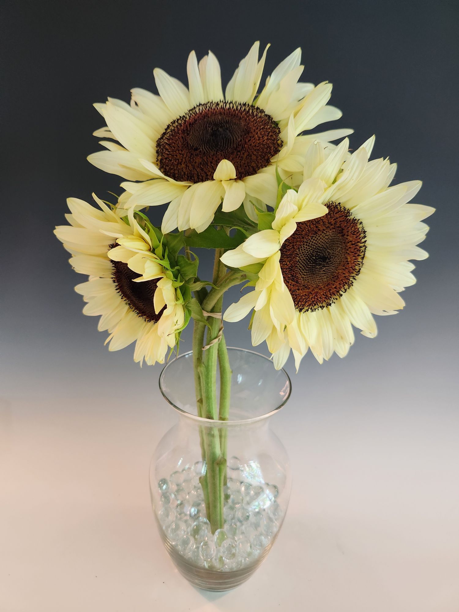 HELIANTHUS
