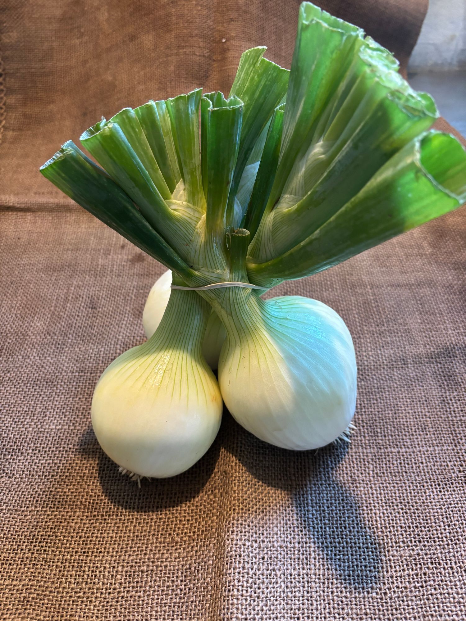 Onion, Fresh Yellow