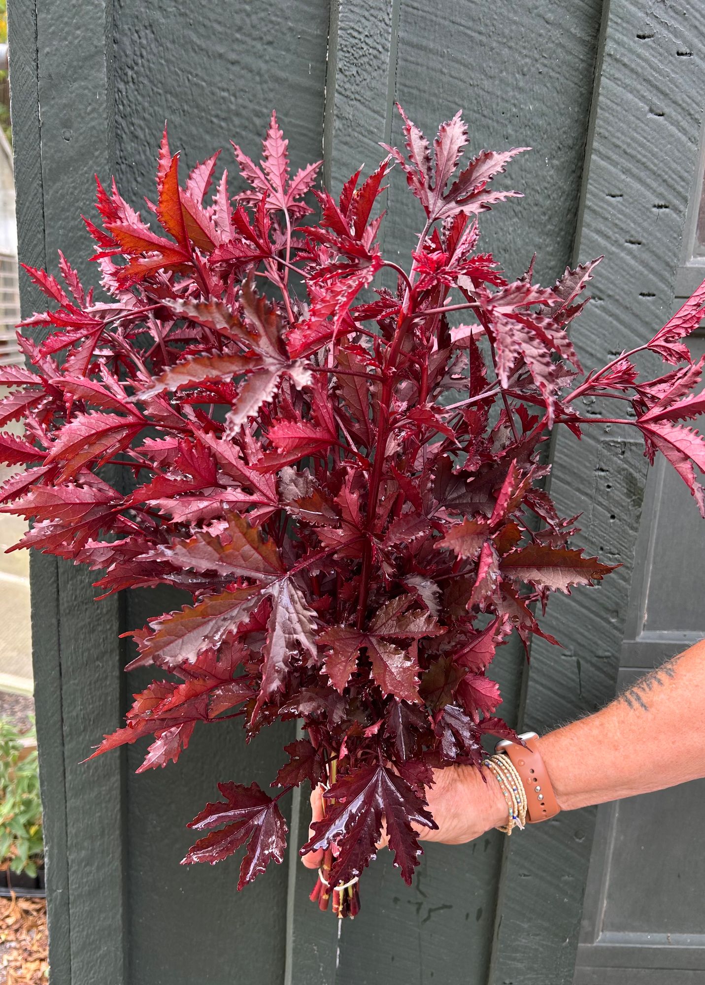 HIBISCUS acetosella