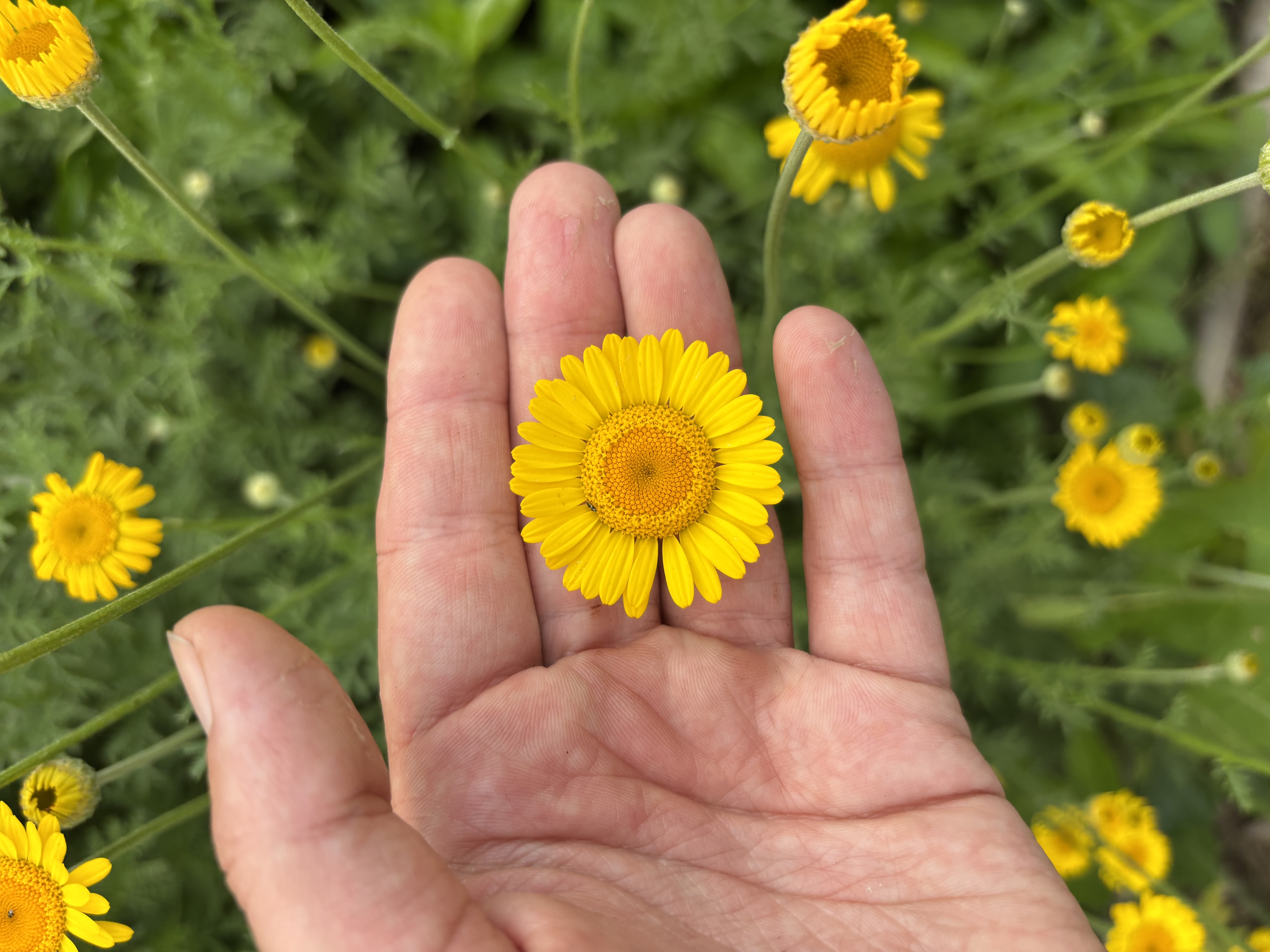 ANTHEMIS tinctoria