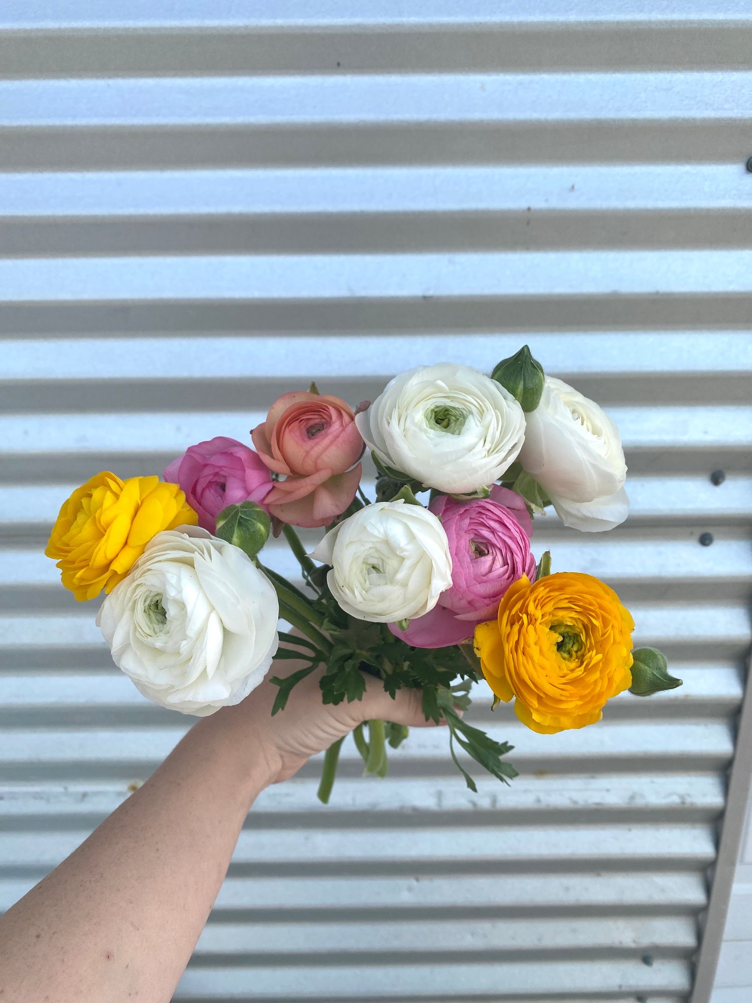RANUNCULUS Elegance Pastello