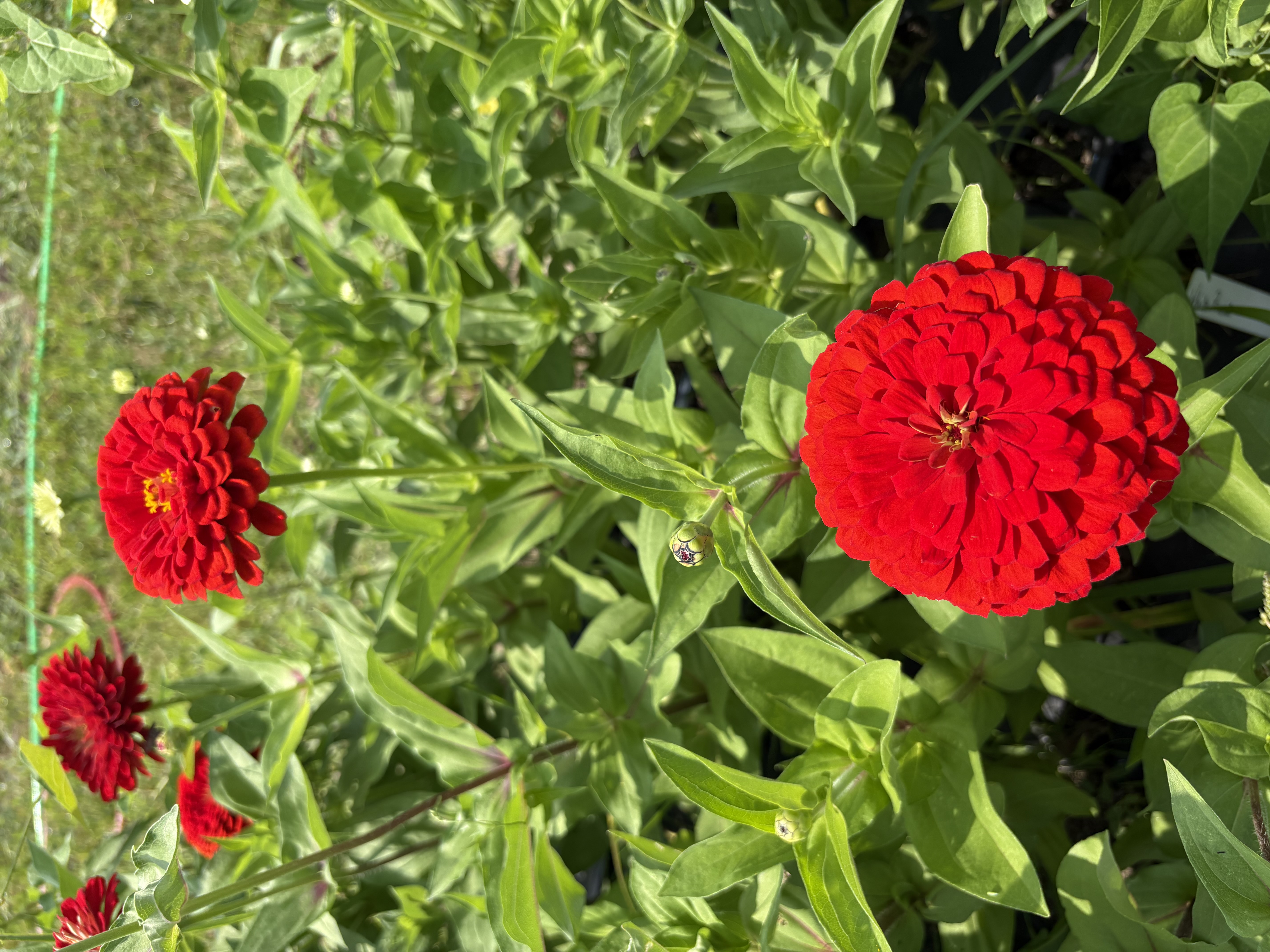 ZINNIA elegans Benary's Giant Scarlet