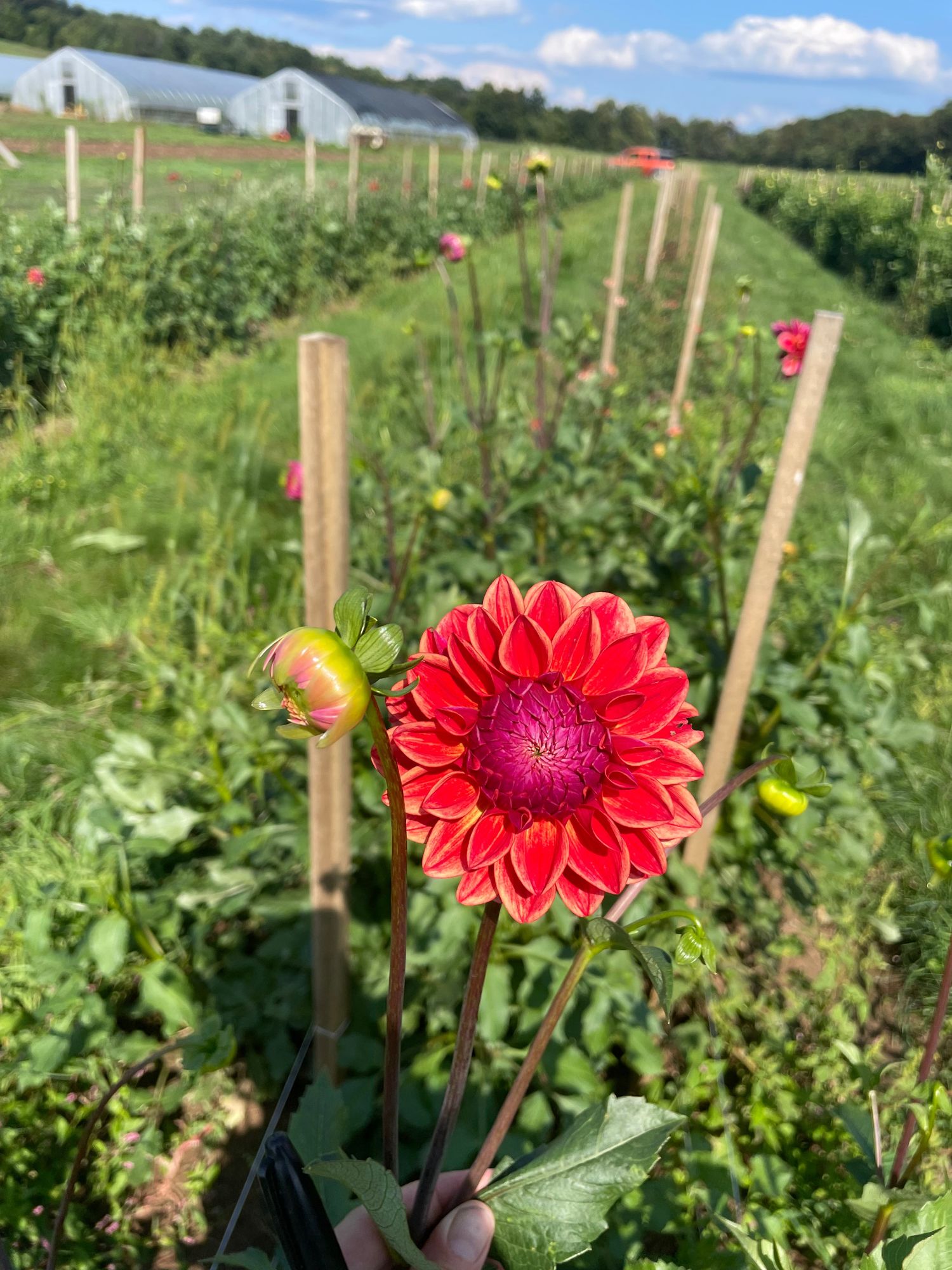 DAHLIA All That Jazz