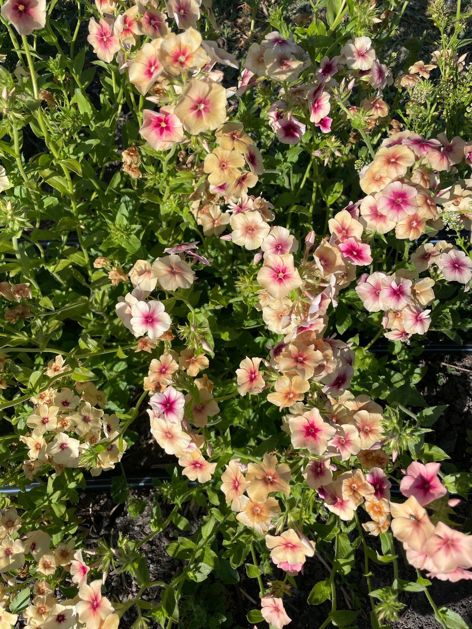 PHLOX drummondii Cherry Caramel