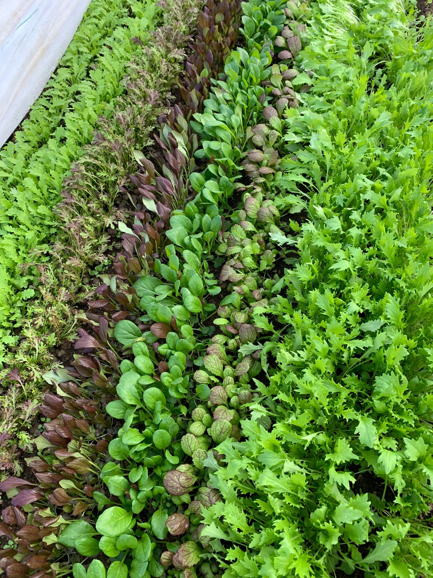 Greens, Spicy Mix