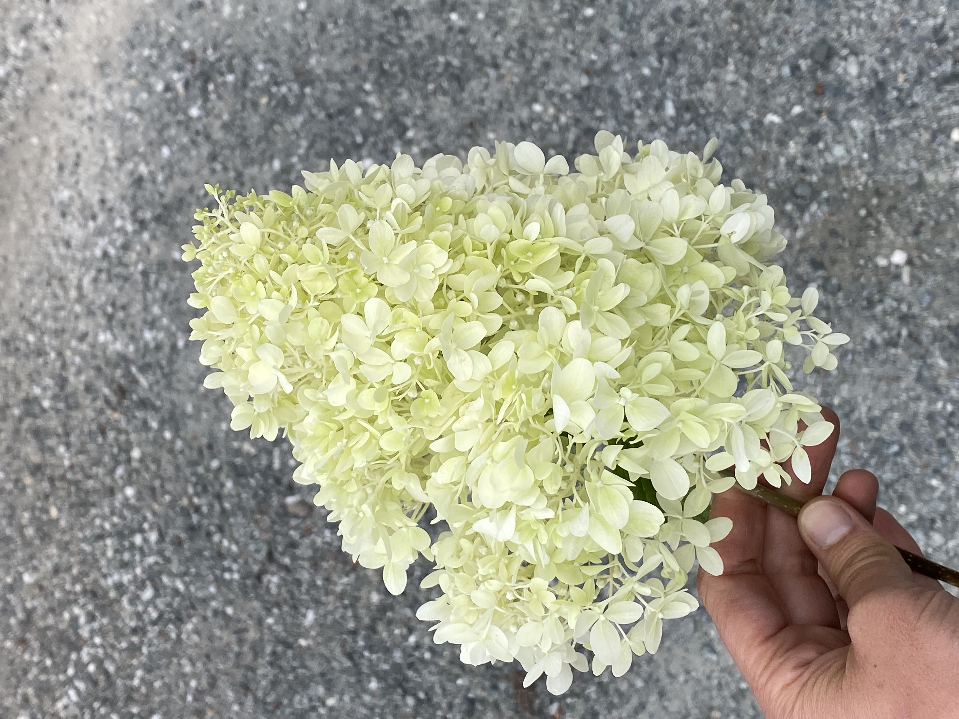 HYDRANGEA paniculata