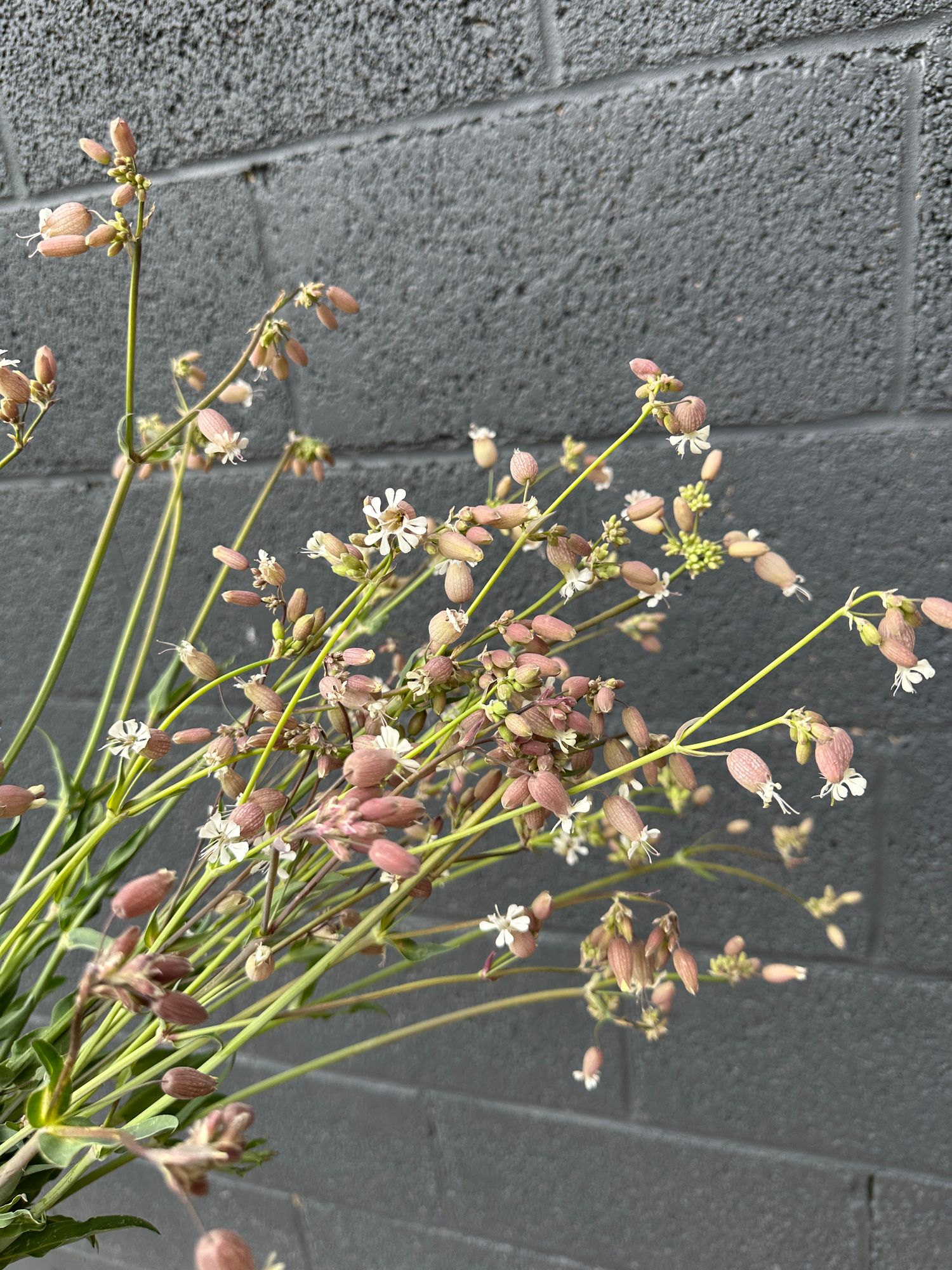 SILENE vulgaris Blushing Lanterns