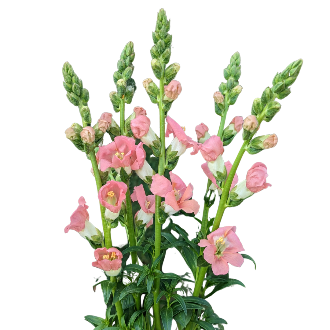 ANTIRRHINUM majus