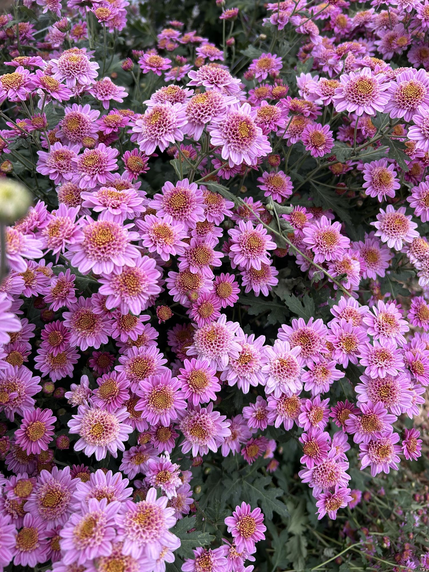 CHRYSANTHEMUM x Pink Fleece