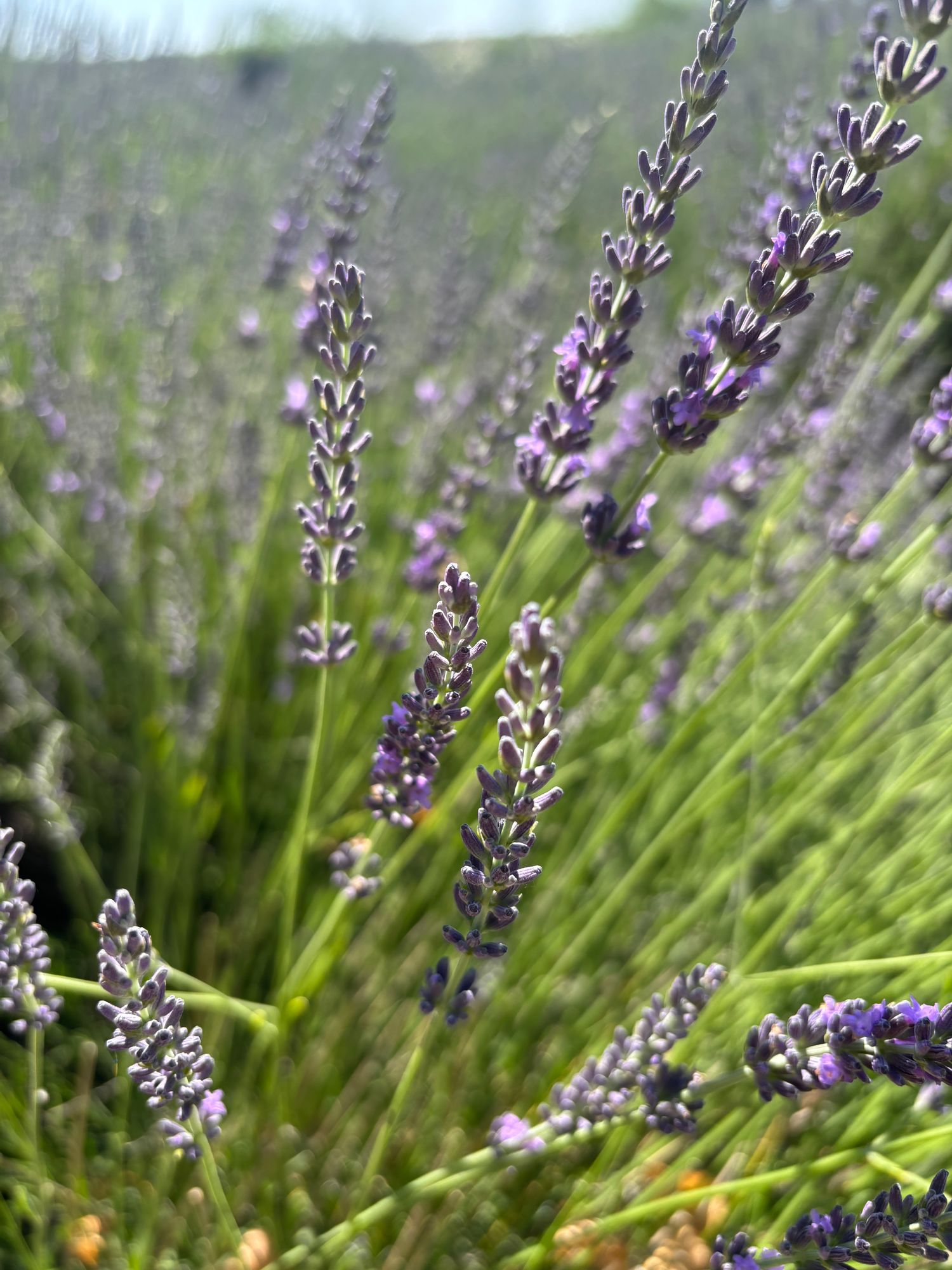 LAVANDULA