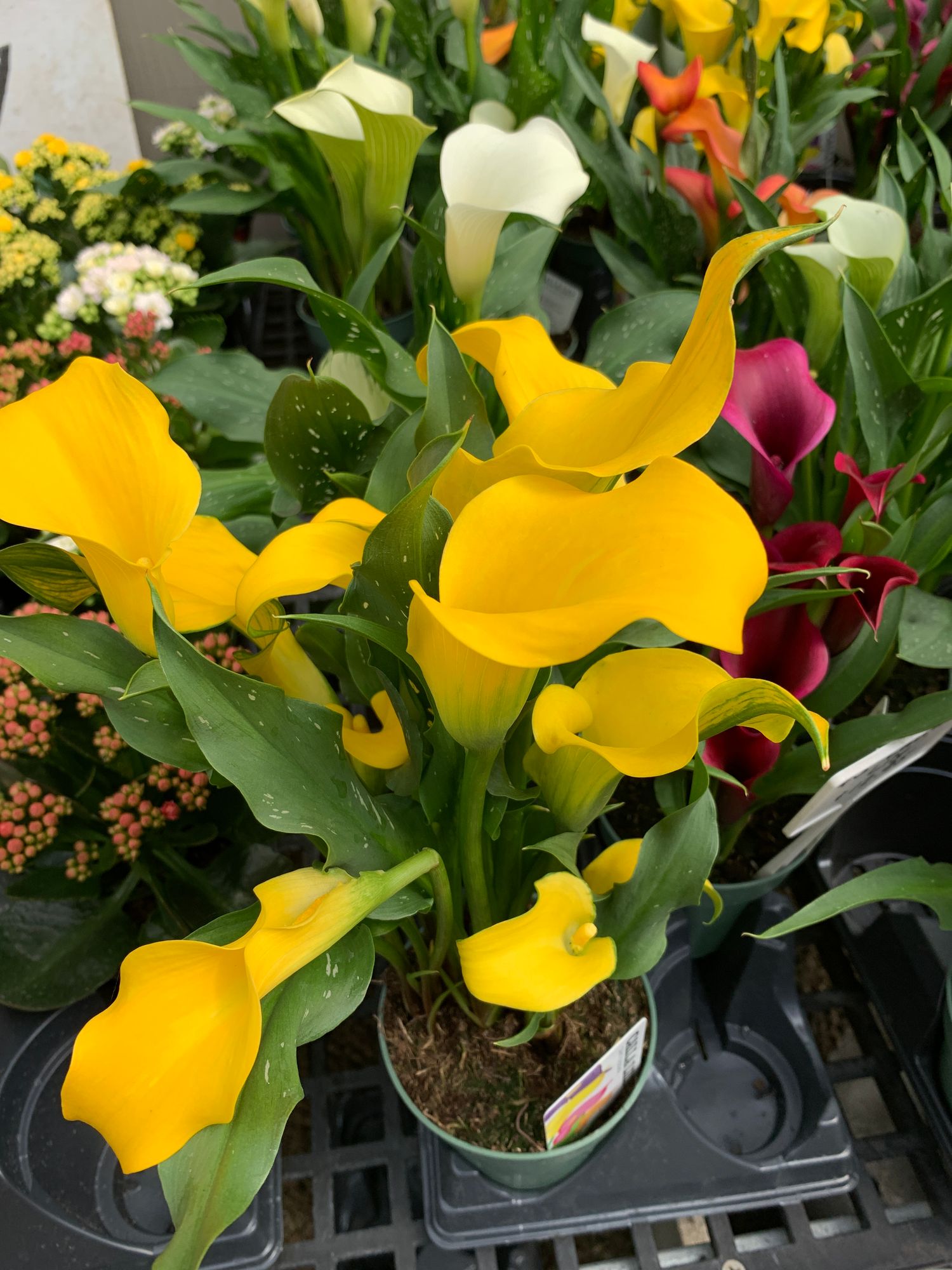 Calla Lily