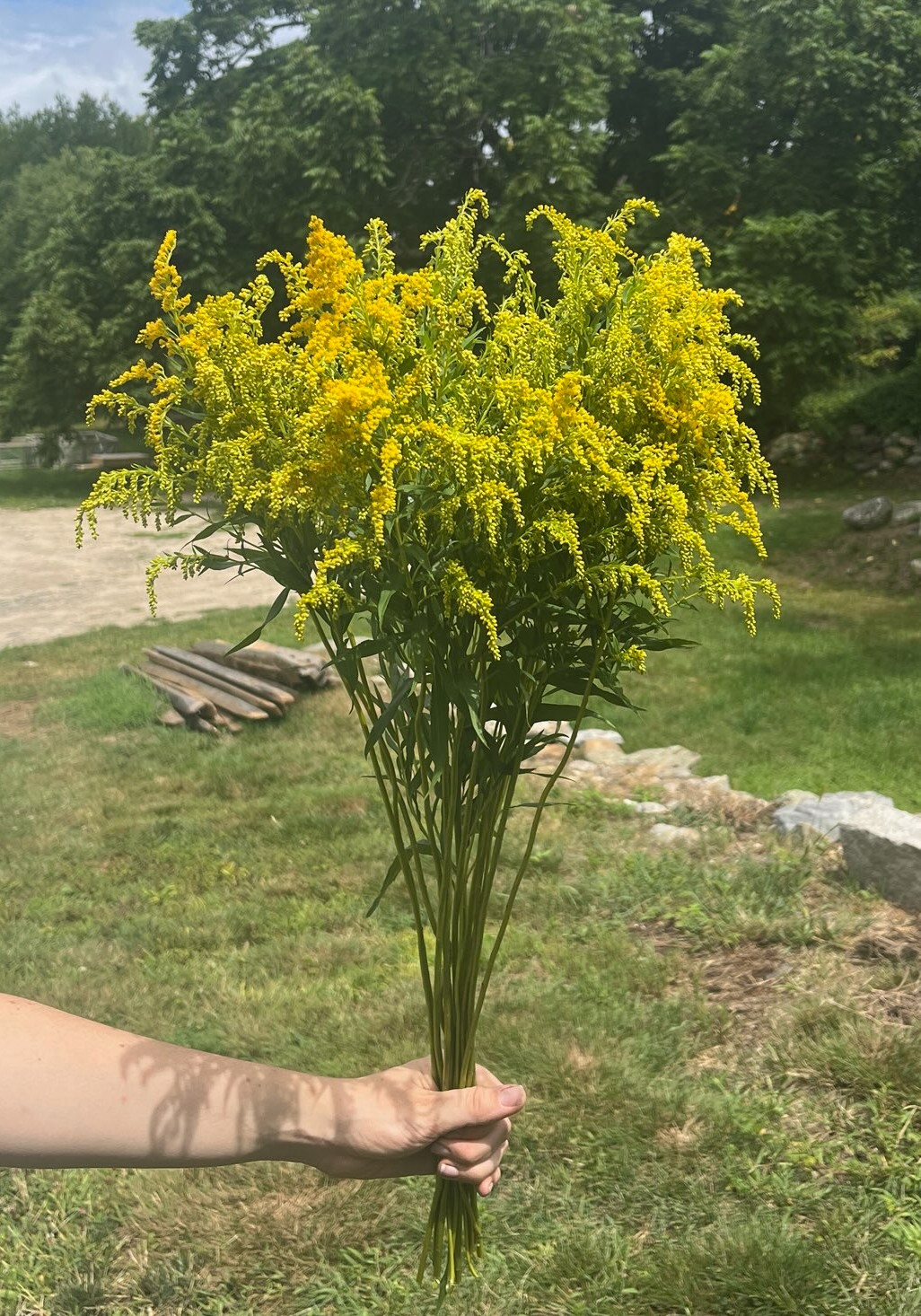 SOLIDAGO