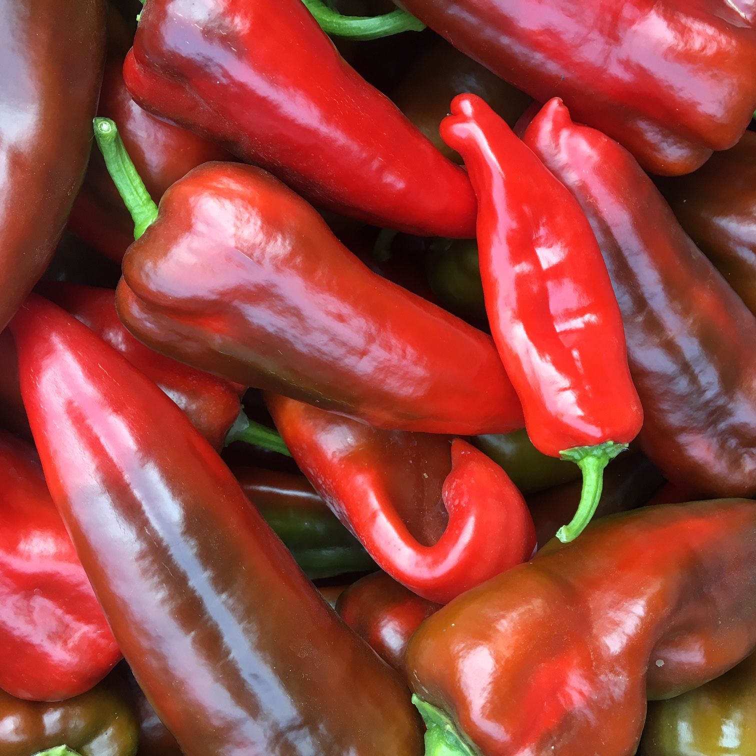 Pepper, Sweet Italian