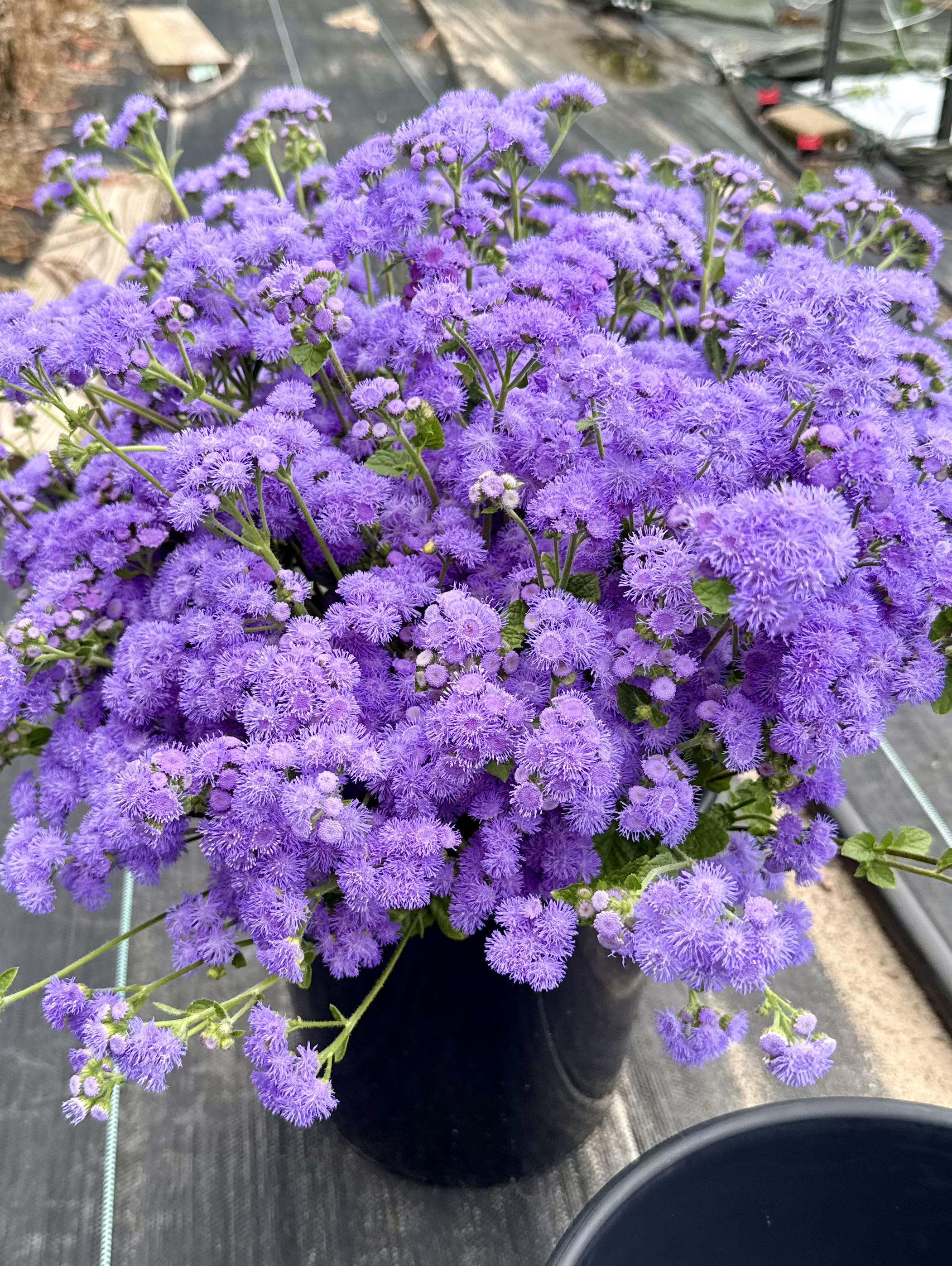 AGERATUM houstonianum Tall Blue Planet