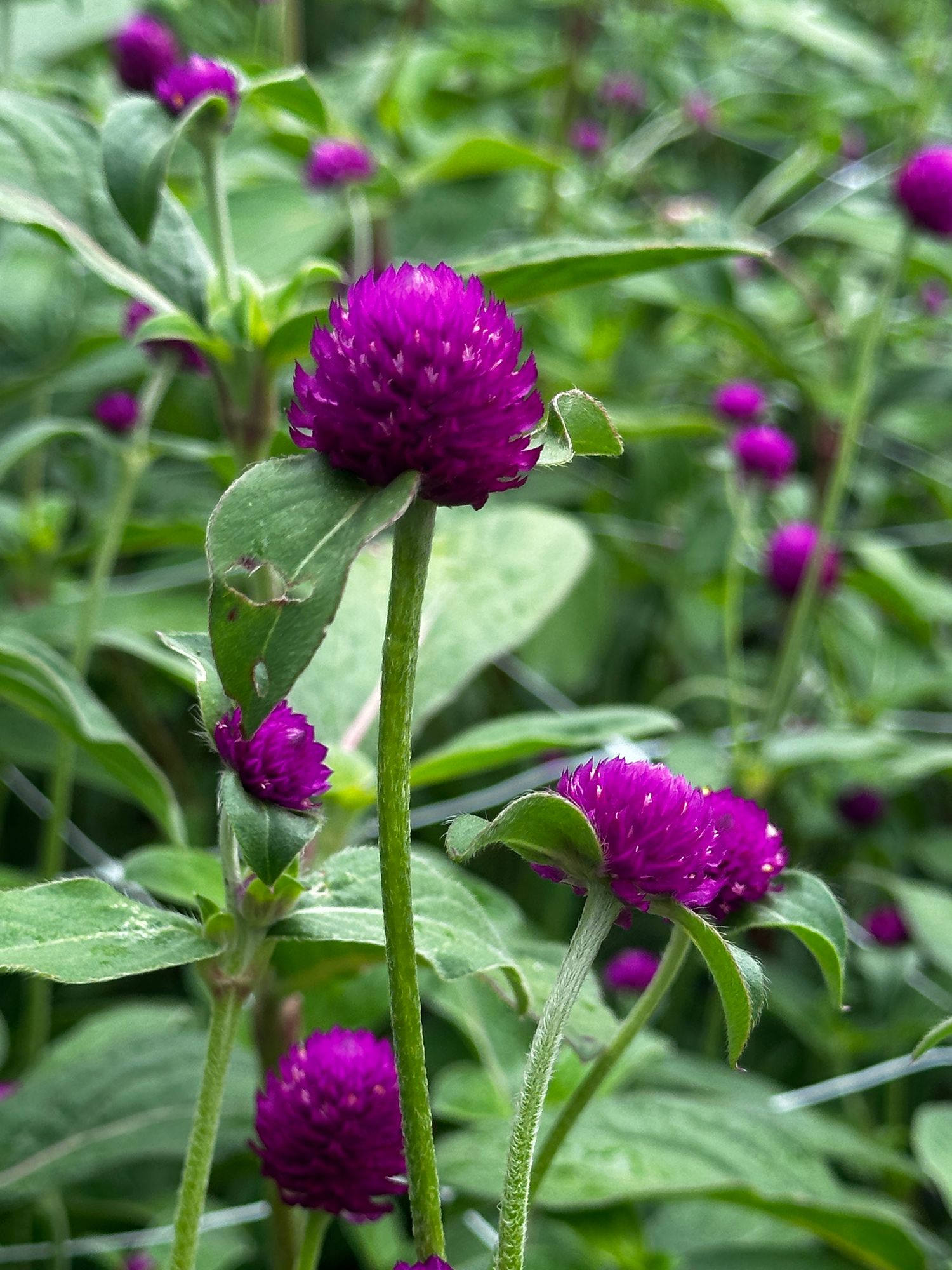 GOMPHRENA globosa