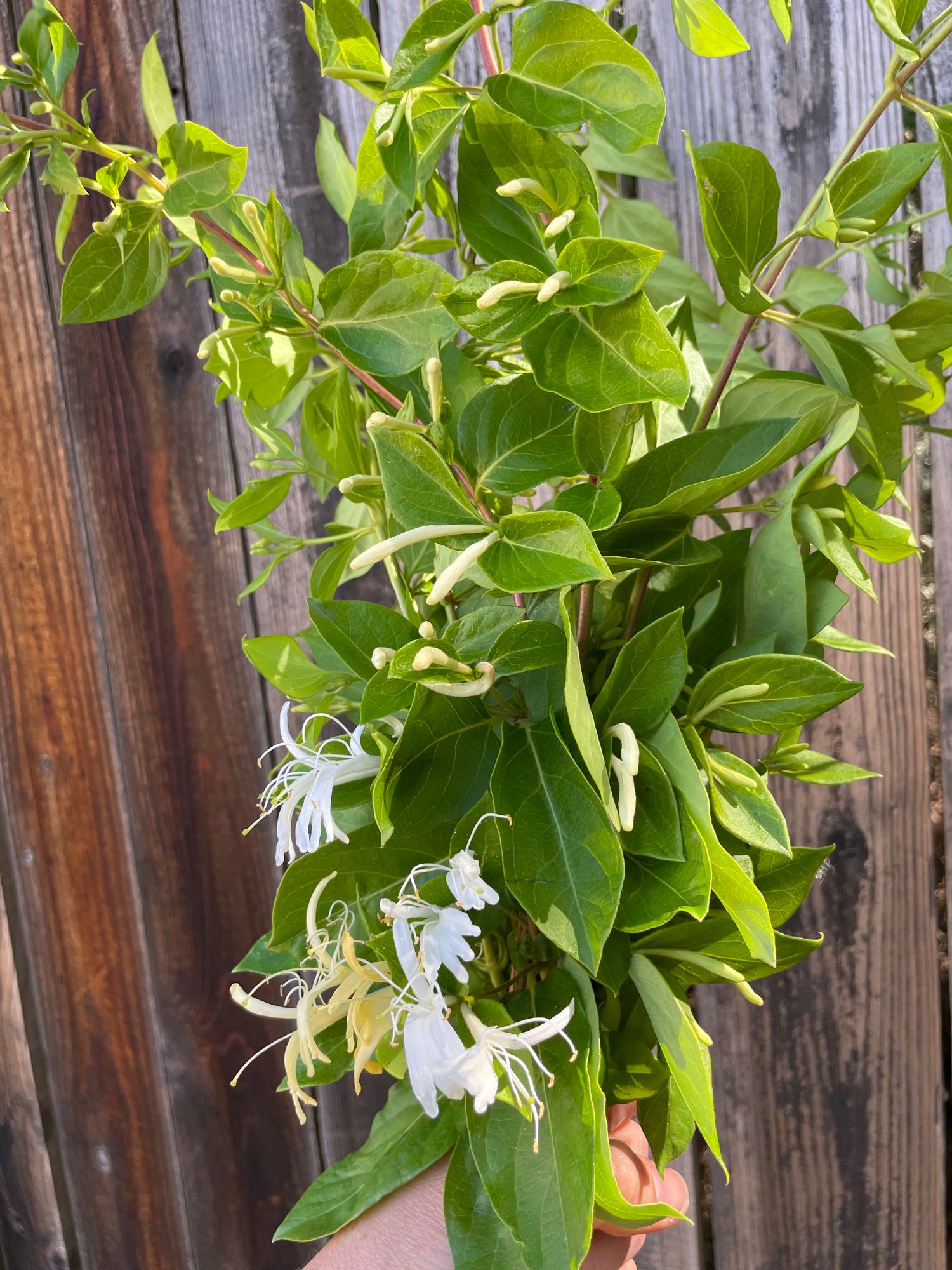 LONICERA japonica