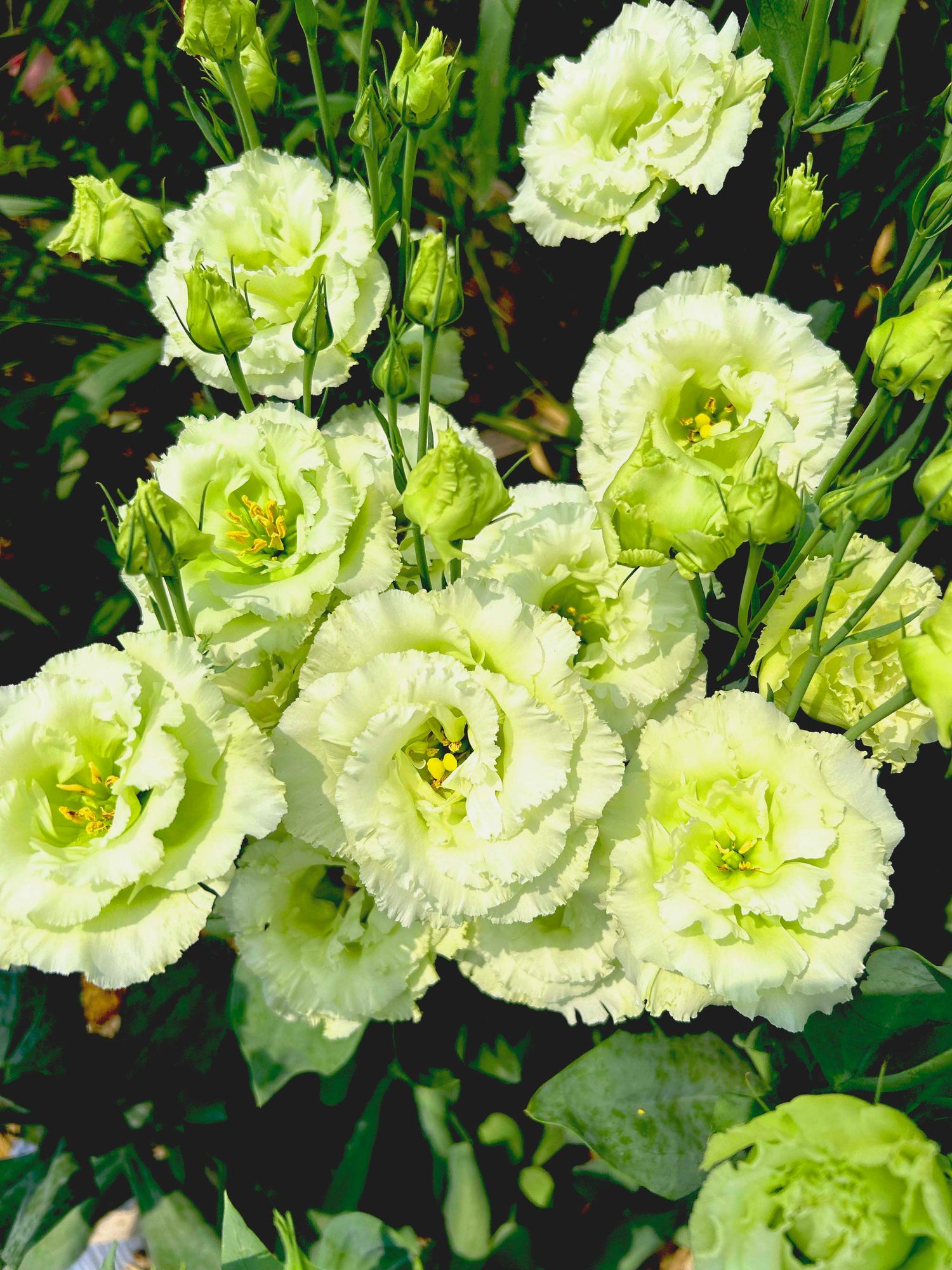 EUSTOMA grandiflorum