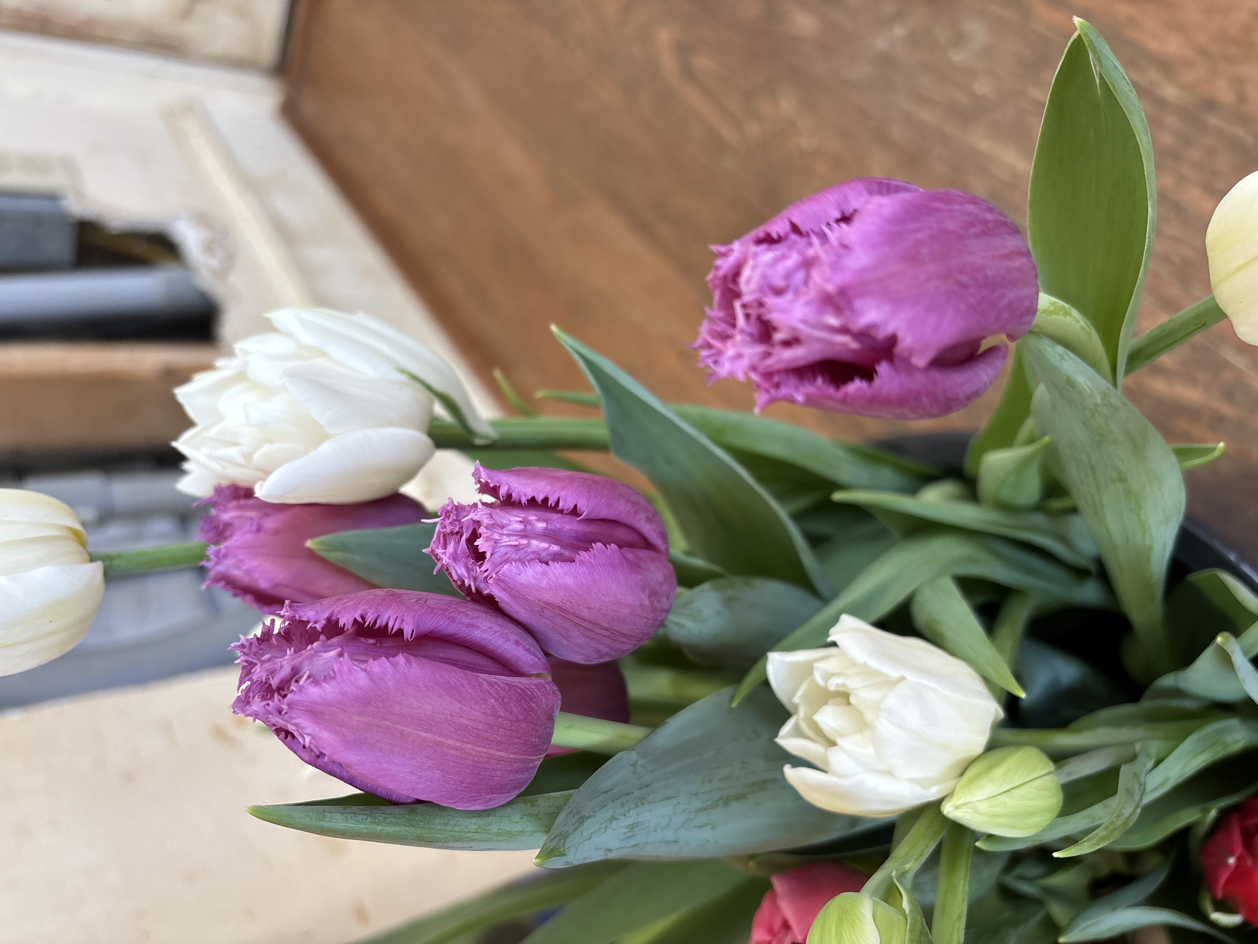 TULIPA San Luiz