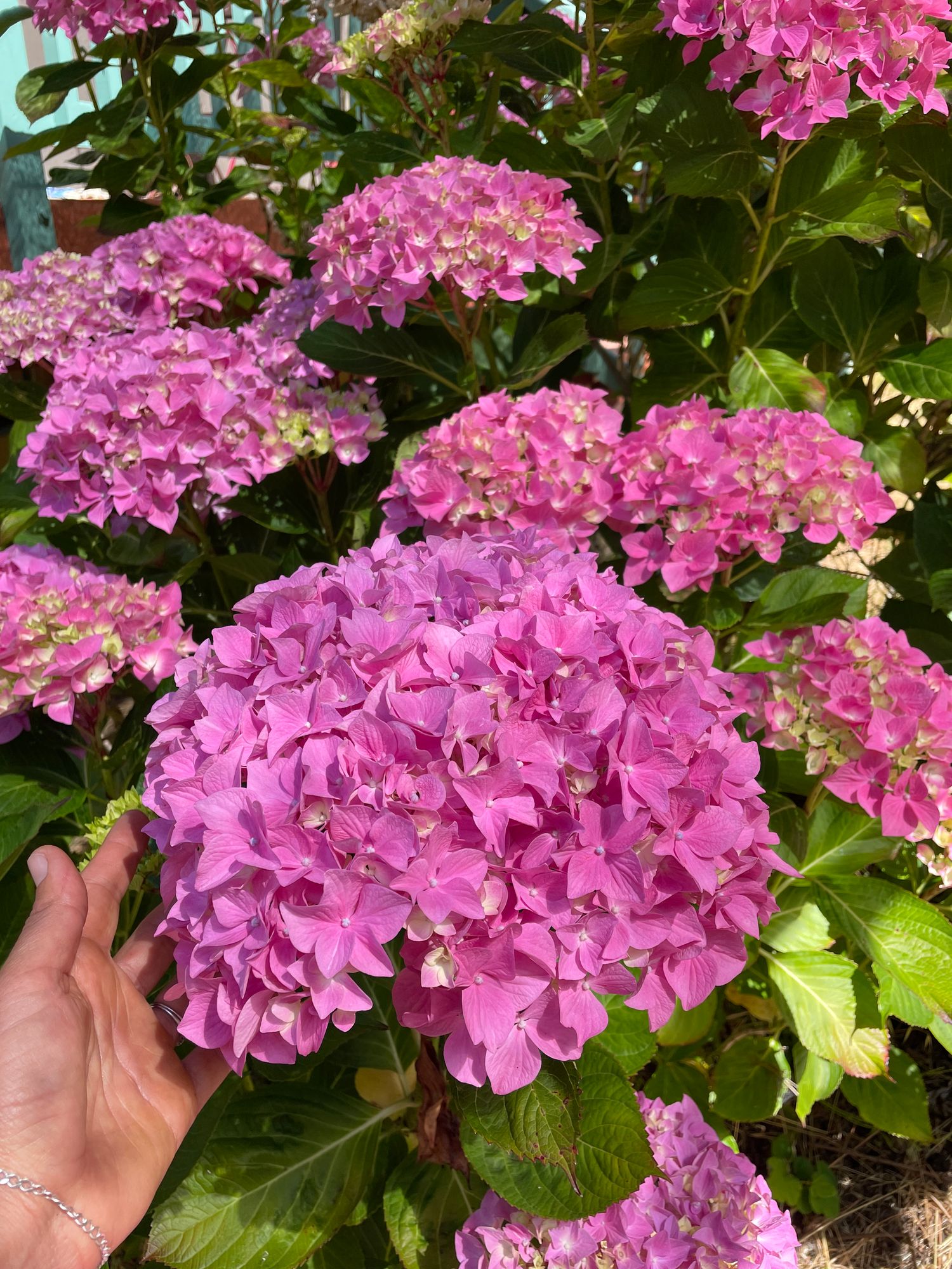 HYDRANGEA macrophylla