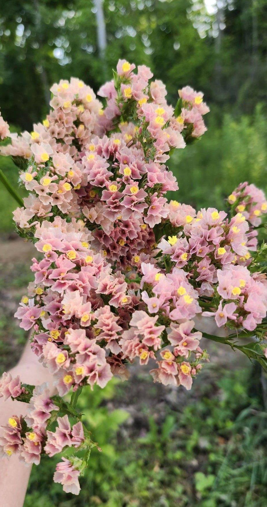 LIMONIUM sinuatum QIS Apricot