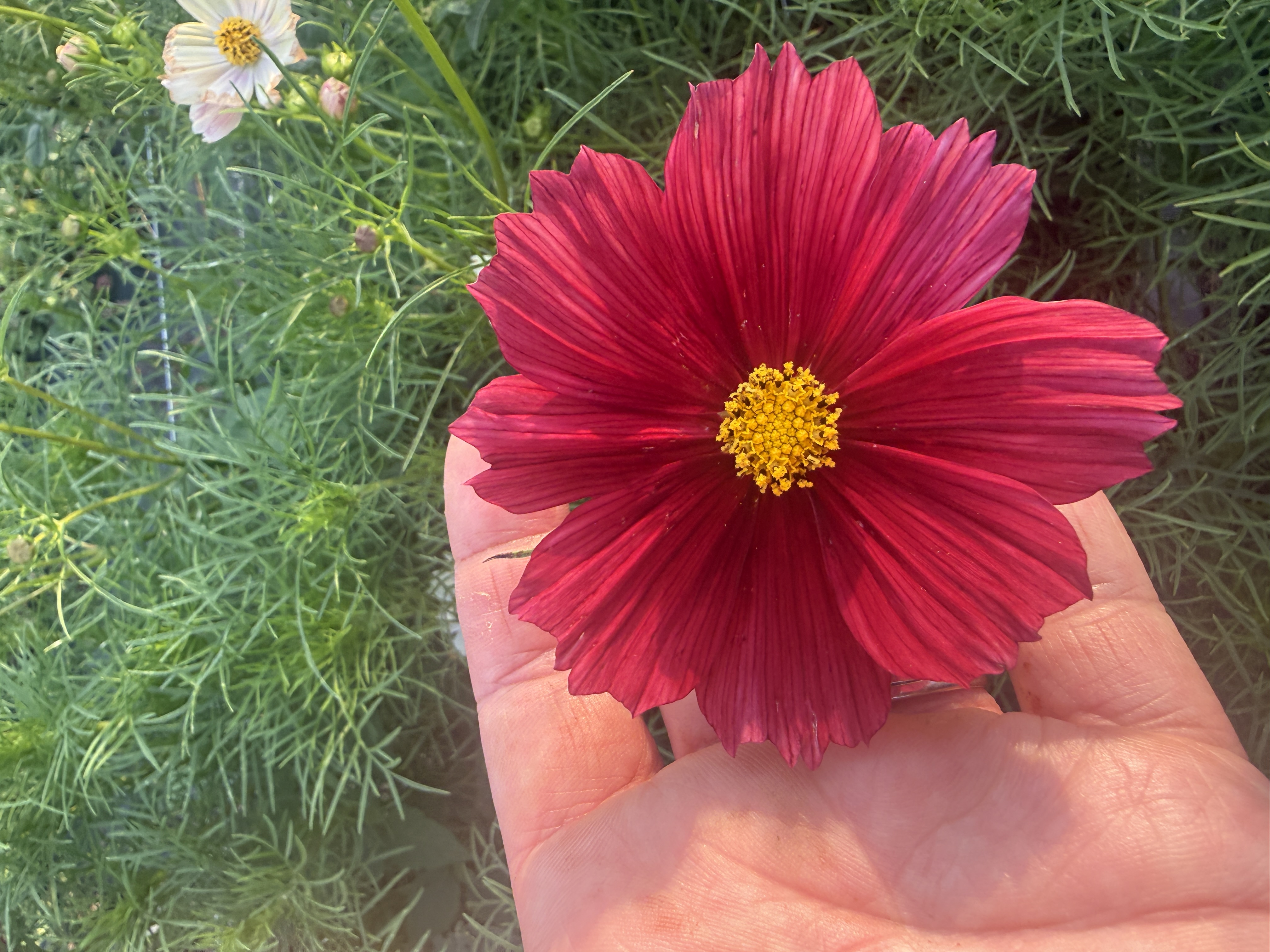 COSMOS bipinnatus Rubenza