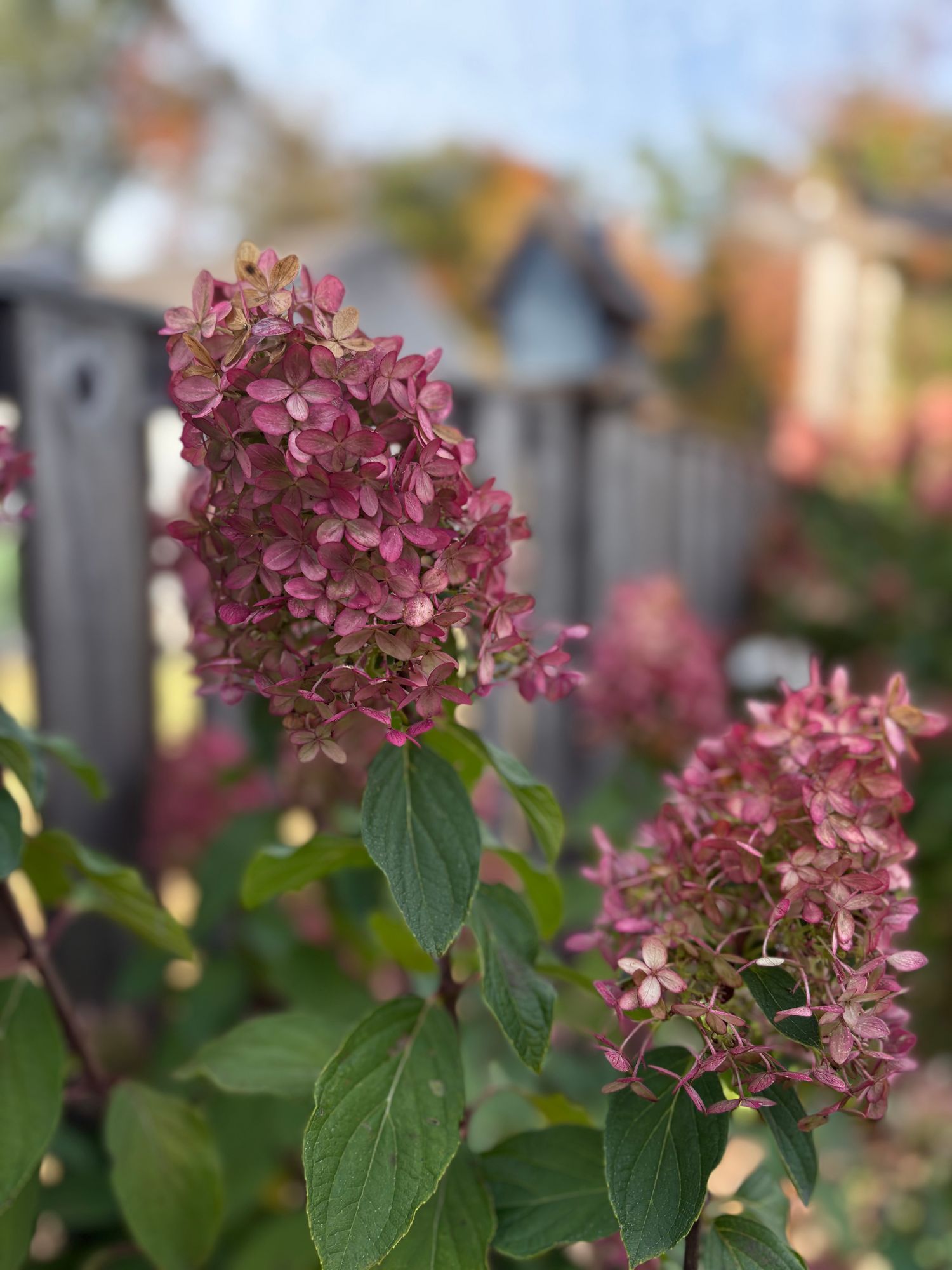 HYDRANGEA paniculata