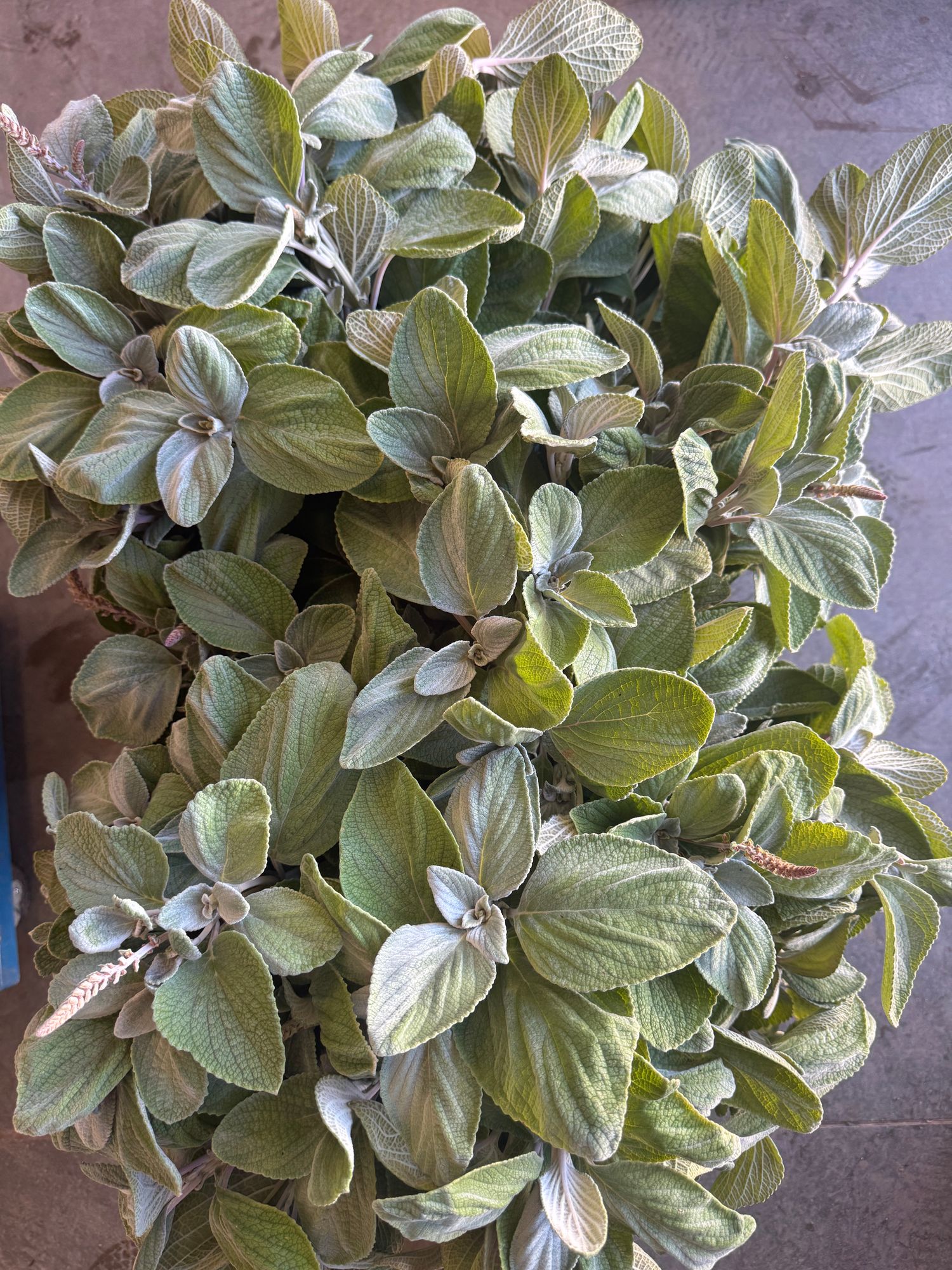 PLECTRANTHUS argentatus