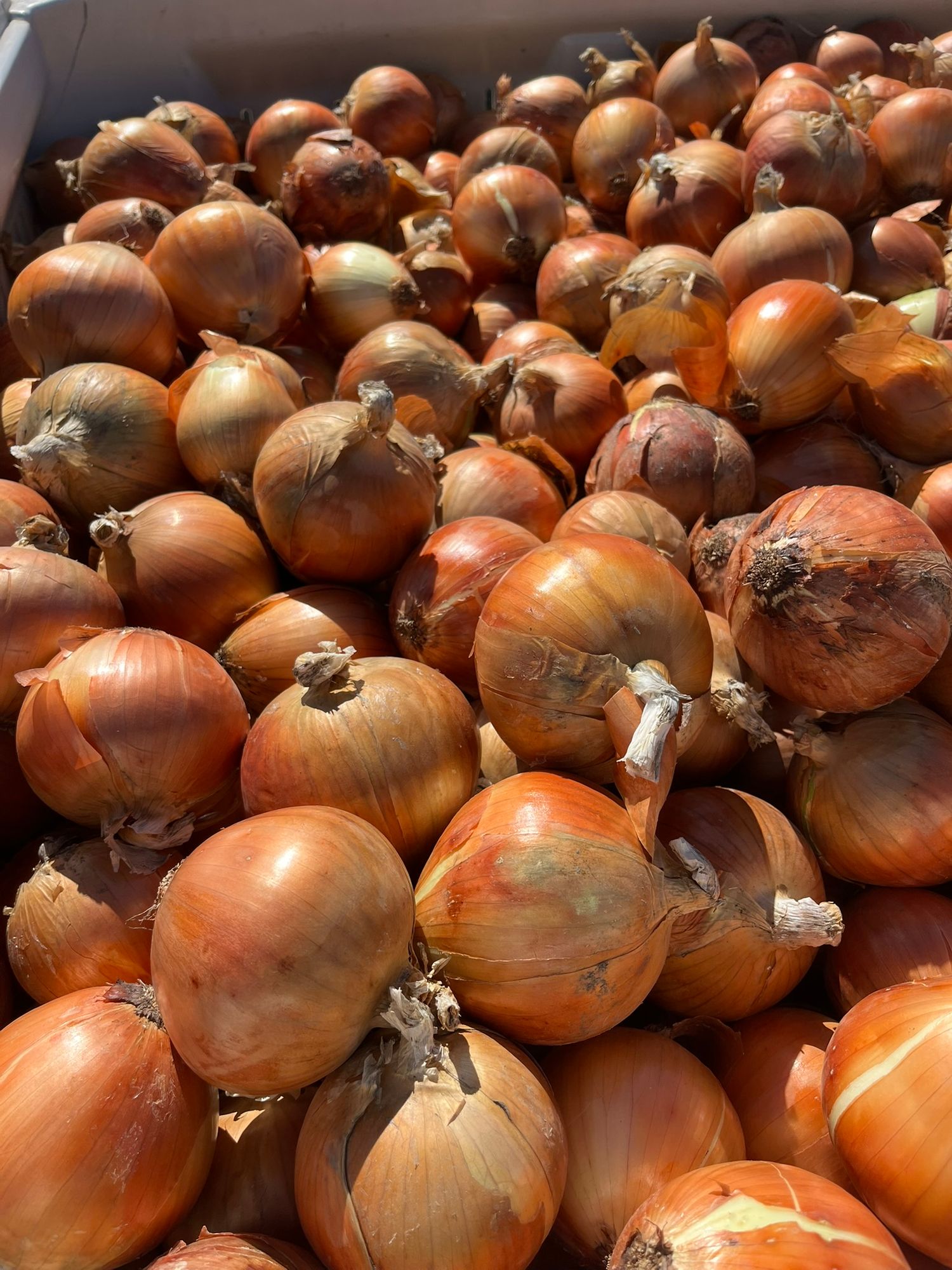 Onion (OG) - Storage - Walla Walla Yellow, JUMBO