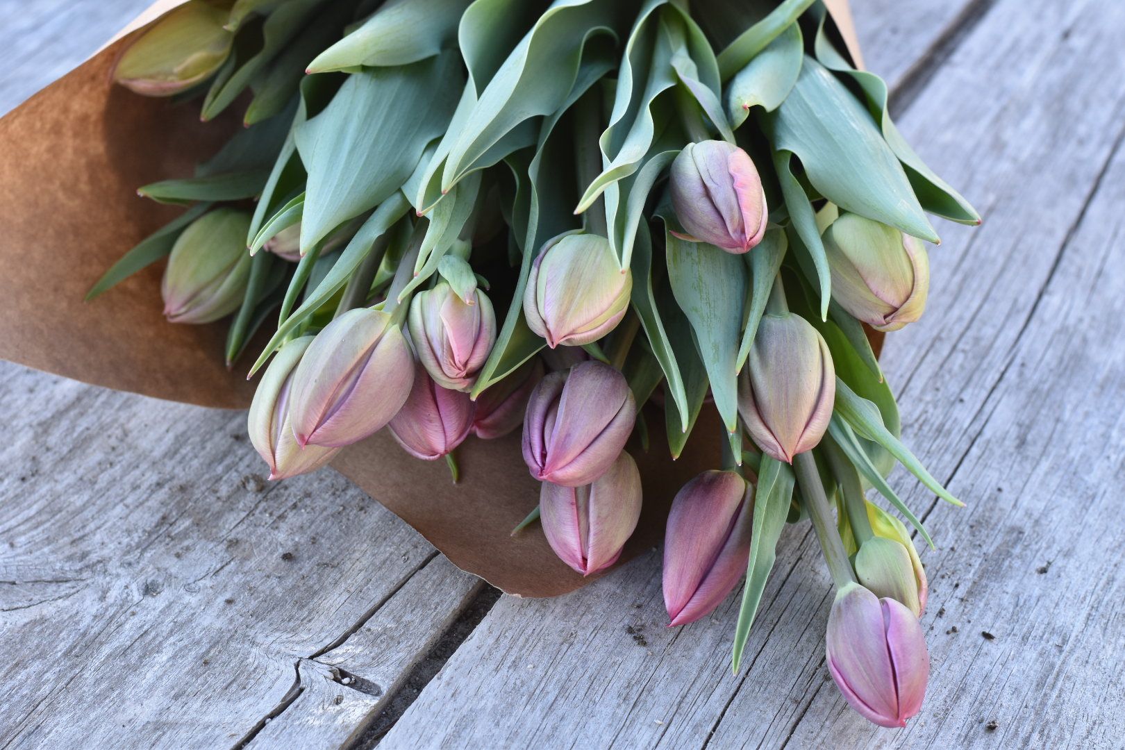 TULIPA Margarita