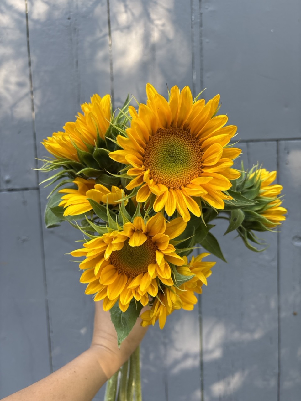 HELIANTHUS annuus Vincent's Fresh